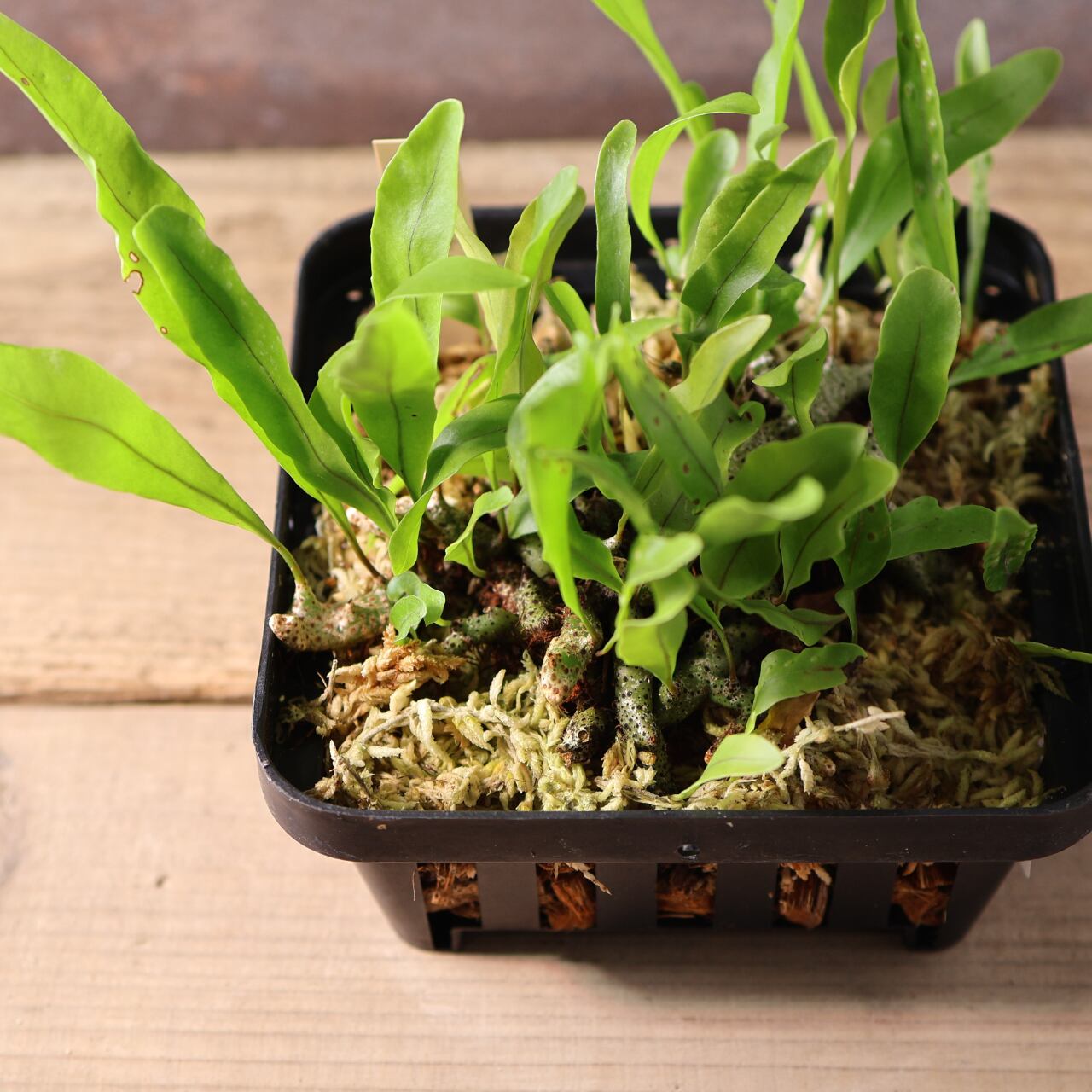 400 森の知恵を宿す、アリと共に生きるシダ『レカノプテリス シヌオサ