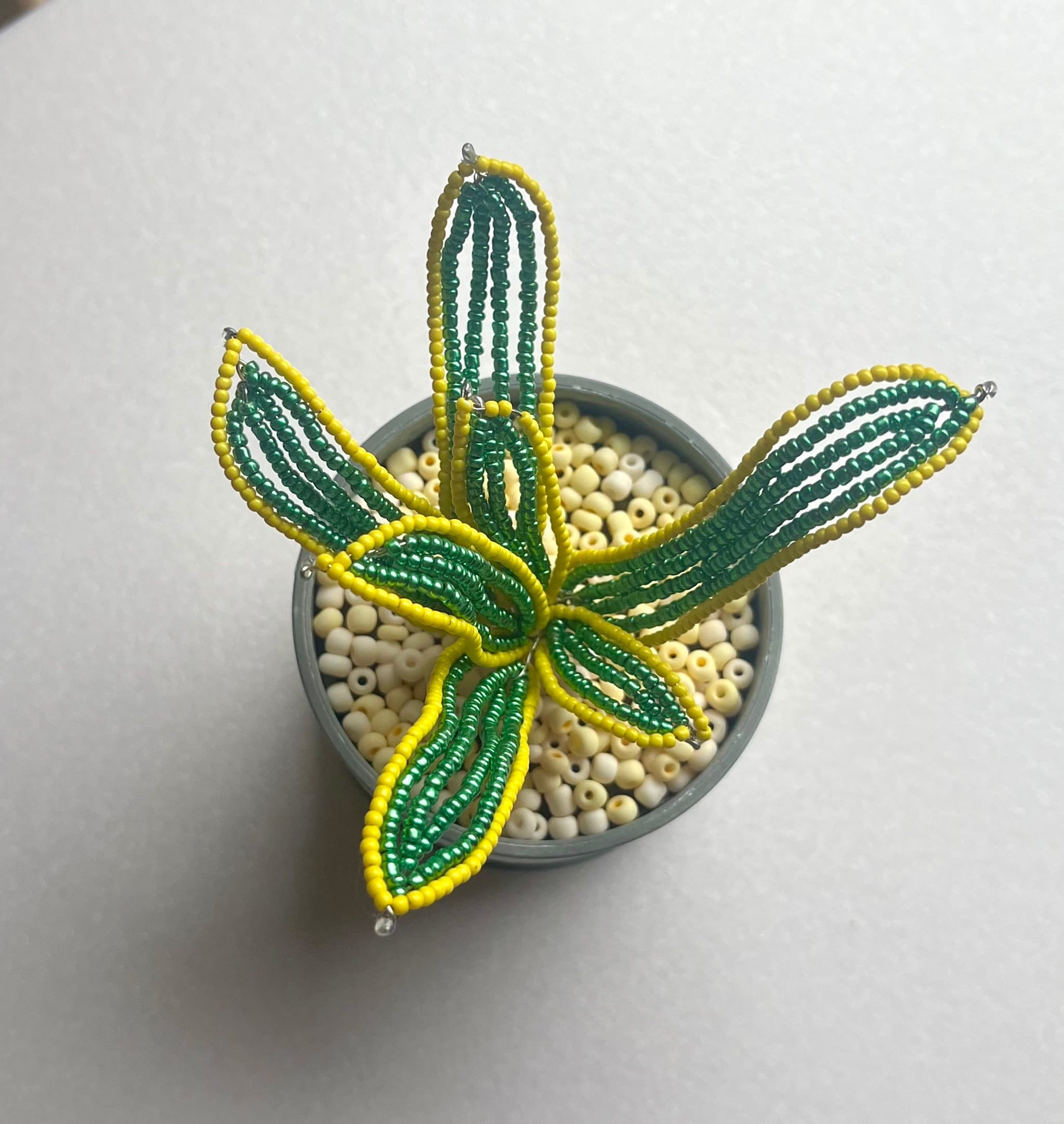 サンスベリア ビーズプラント | finn.