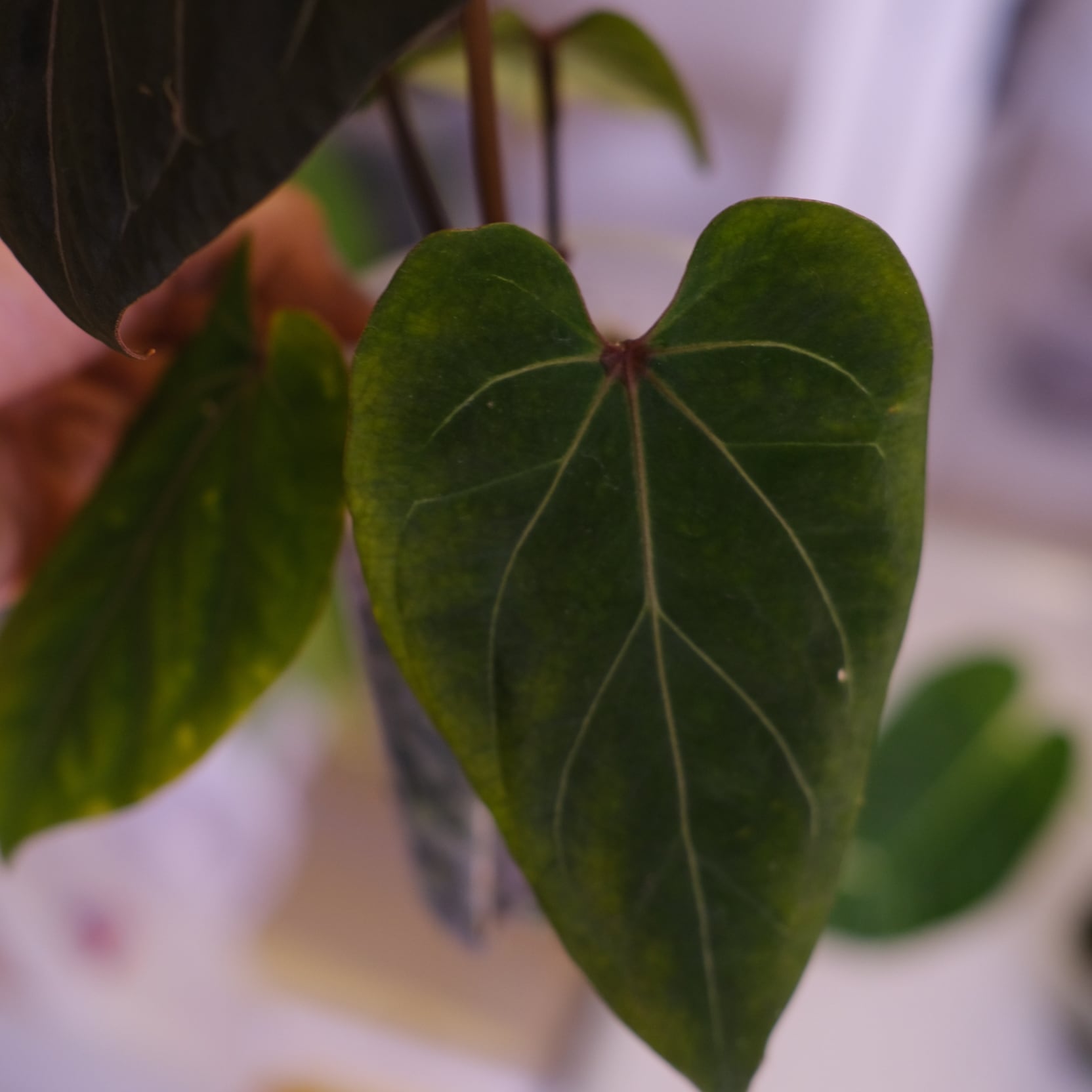 アンスリウム・キングオブスペード × ミシェル③│Anthurium King of