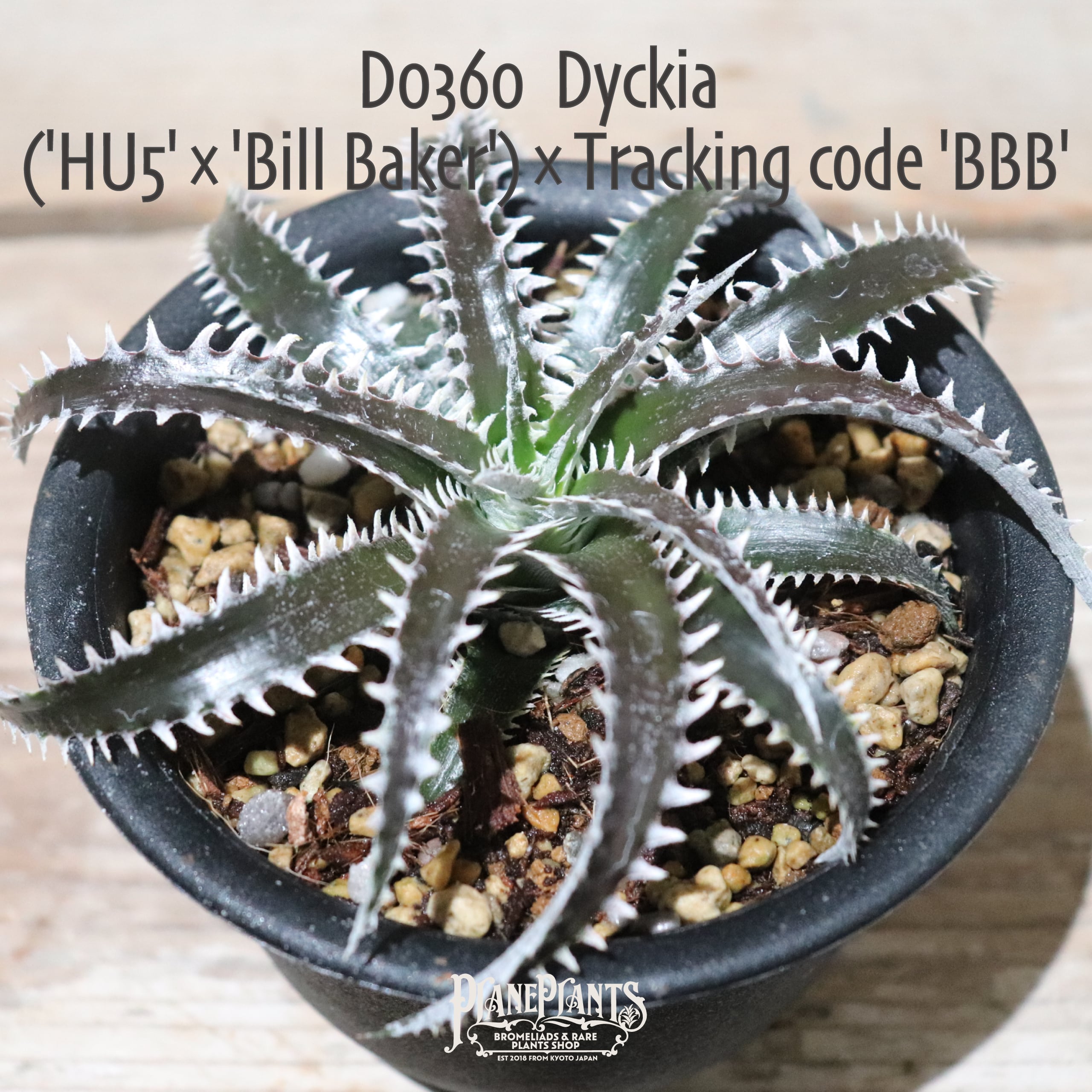 【送料無料】('HU5'×'Bill Baker')×Tracking code 'BBB'〔ディッキア〕現品発送D0360