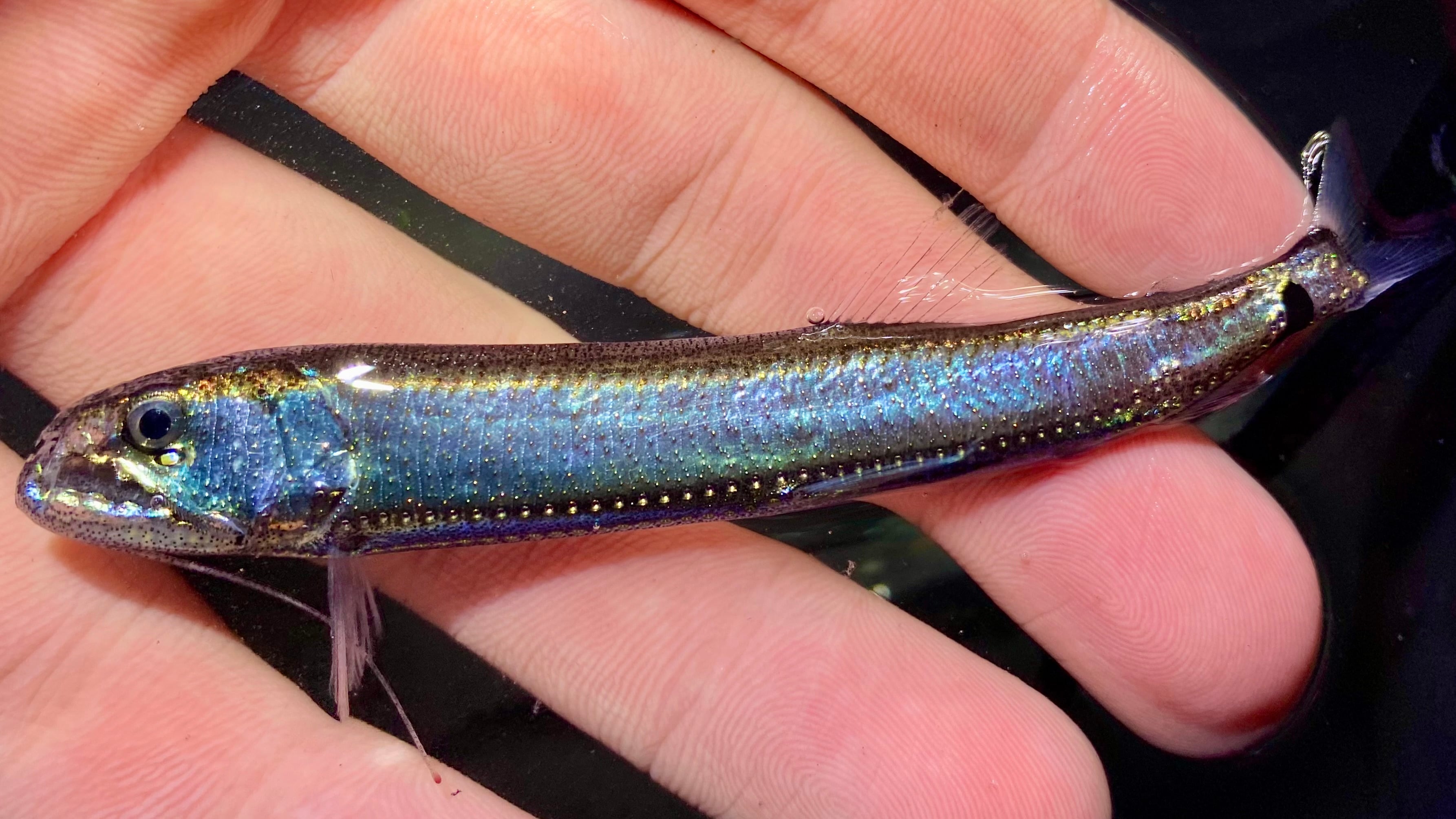 深海魚ホテイエソ標本 | あらかわちゃんねるオンラインショップ