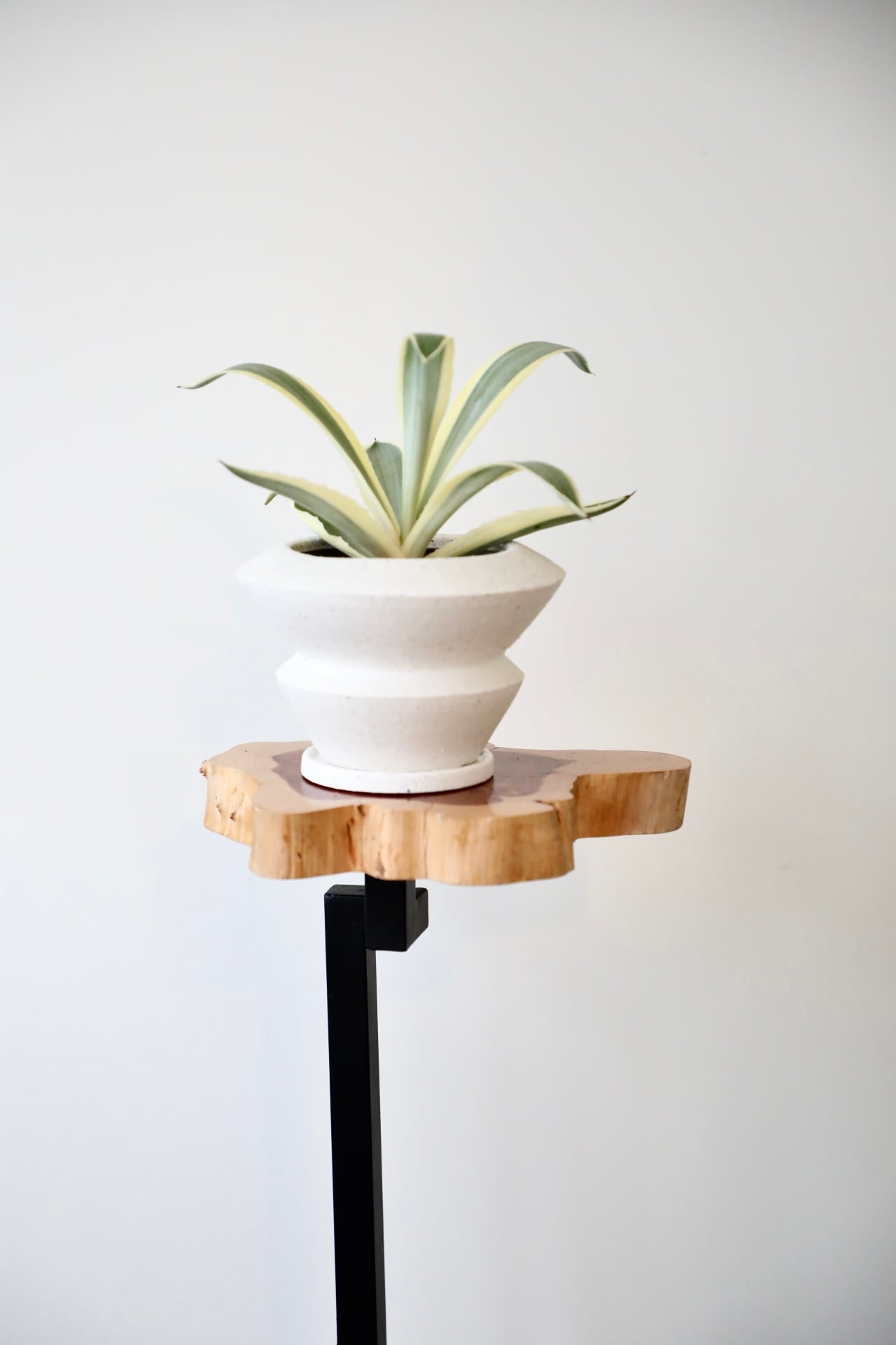 アガベ ホリダ ドワーフ カリフォルニア 陽炎 D.I.P鉢付き アガベ ホリダ ドワーフ カリフォルニア 陽炎 D.I.P鉢付き