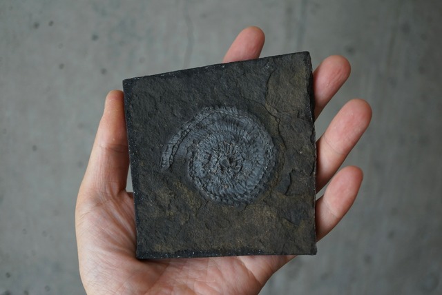 トラキケラス化石 Trachyceras 1470