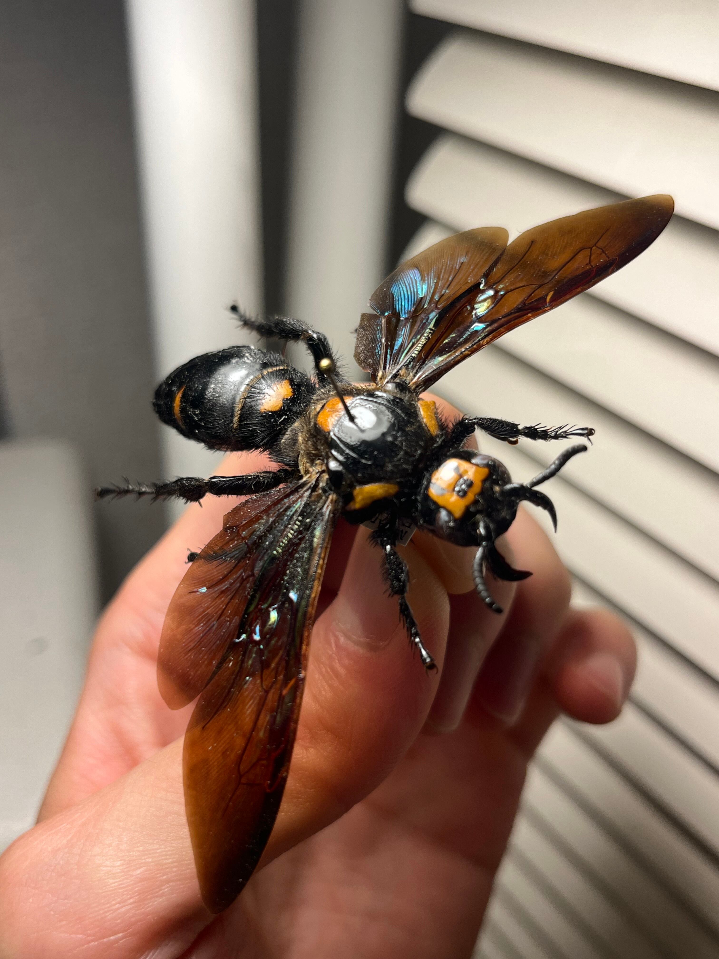 蜂 雀蜂最大級】ツチバチ60mm Megascoliaハチトンボゼミセミ蝉カゲロウ