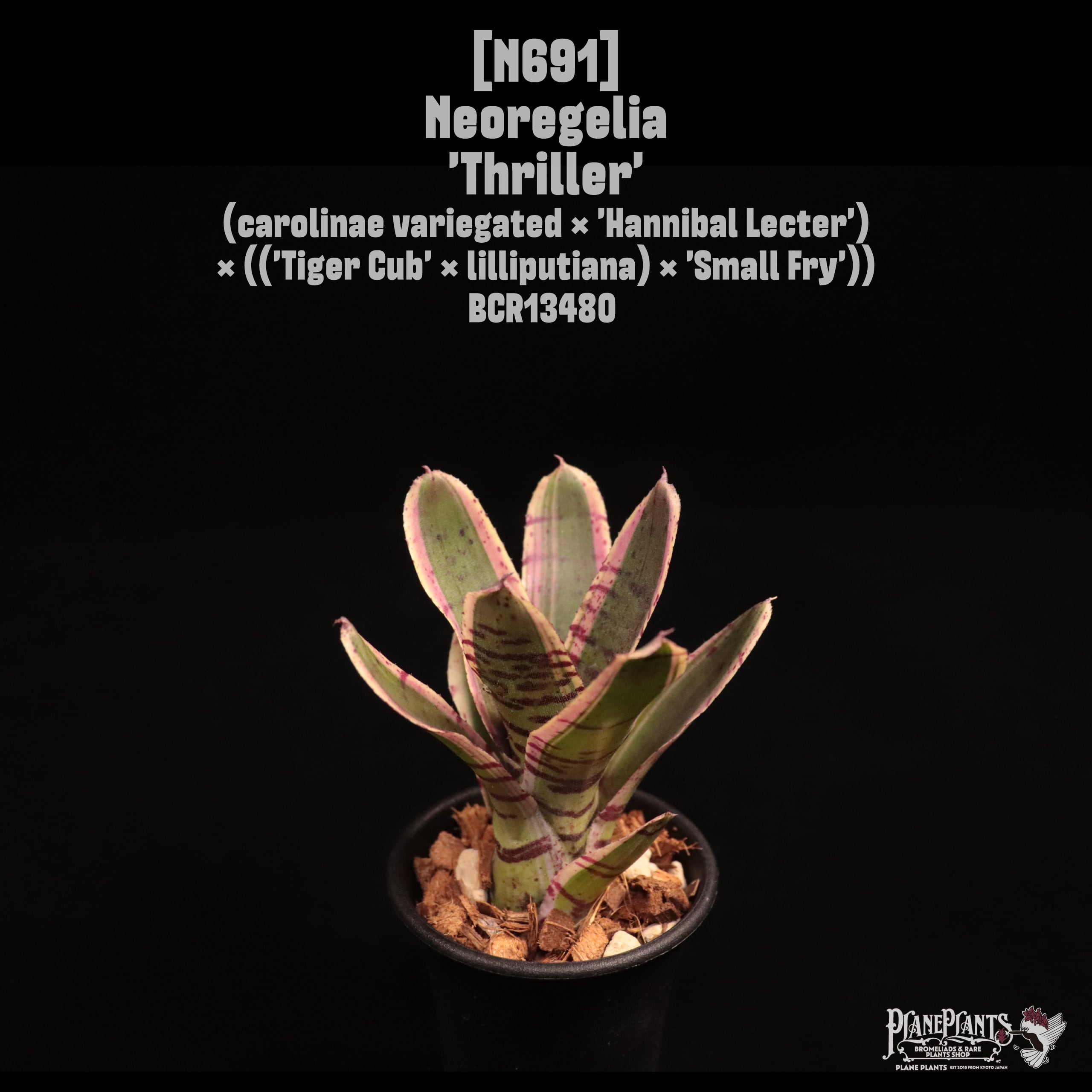 Neoregelia 'Thriller'〔ネオレゲリア〕N691