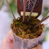 【正規タグ】Anthurium 'Michelle' by DOC BLOCK⑮ / アンスリウム・ミシェル│観葉植物