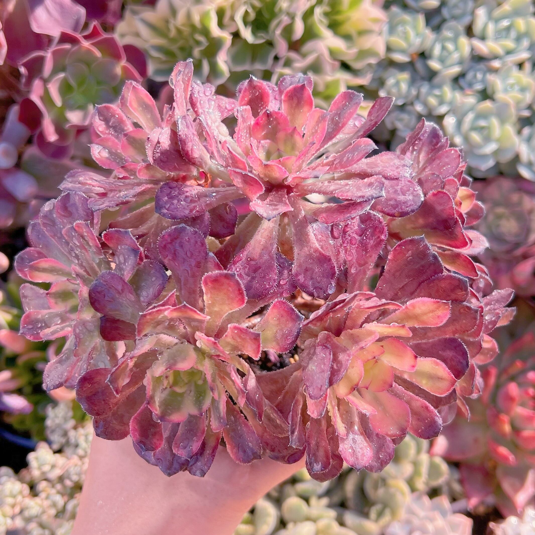 現品　マリド錦#769　大群生　新入荷