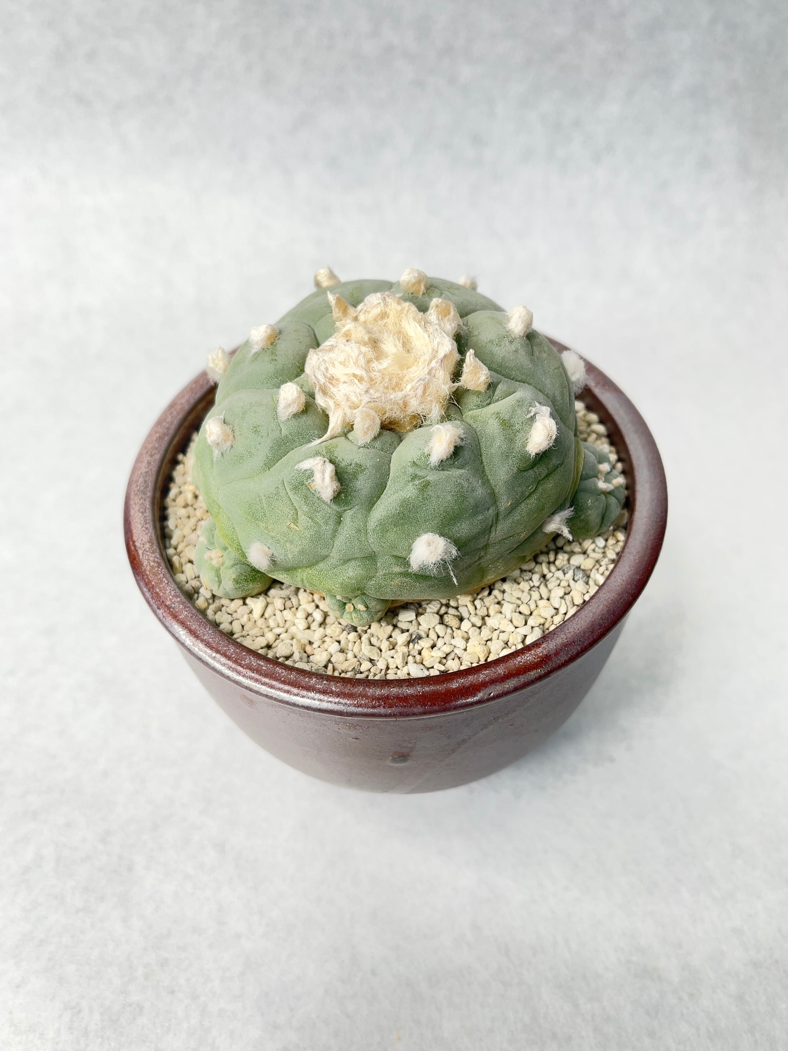 ロホホラ ふわふわ　翠冠玉種子　中本 No. 1　カキコ ロホホラ ふわふわ 翠冠玉種子 中本 No. 1 カキコ ロホホラ 翠冠玉 |