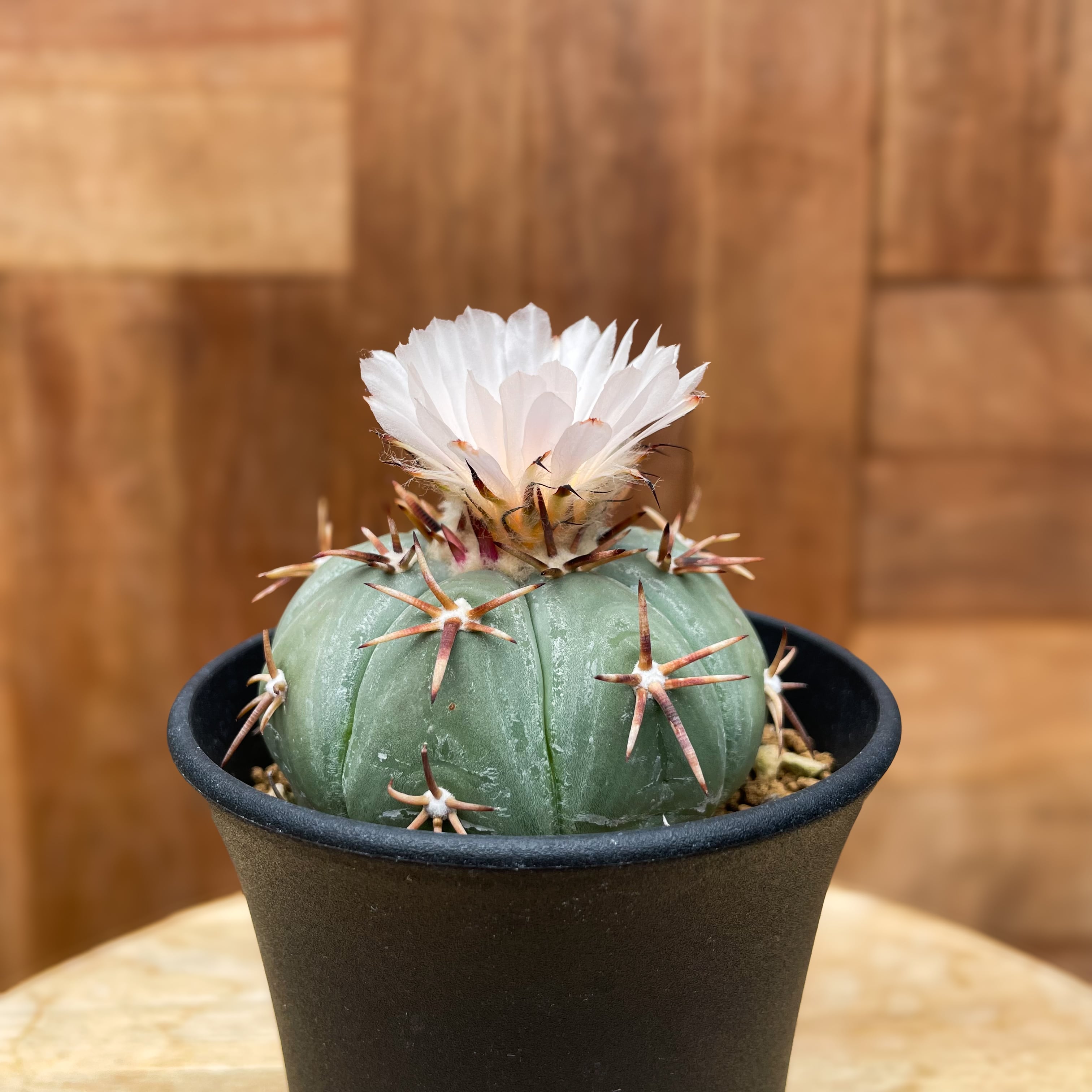 Echinocactus moelleri【エキノカクタス・尖紅丸・実生】 | RIMO