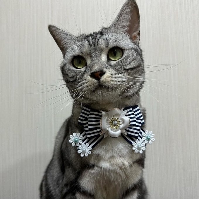 犬猫チョーカー 小サイズ しましま 赤 リボン 犬用 猫用 数量限定 | 犬