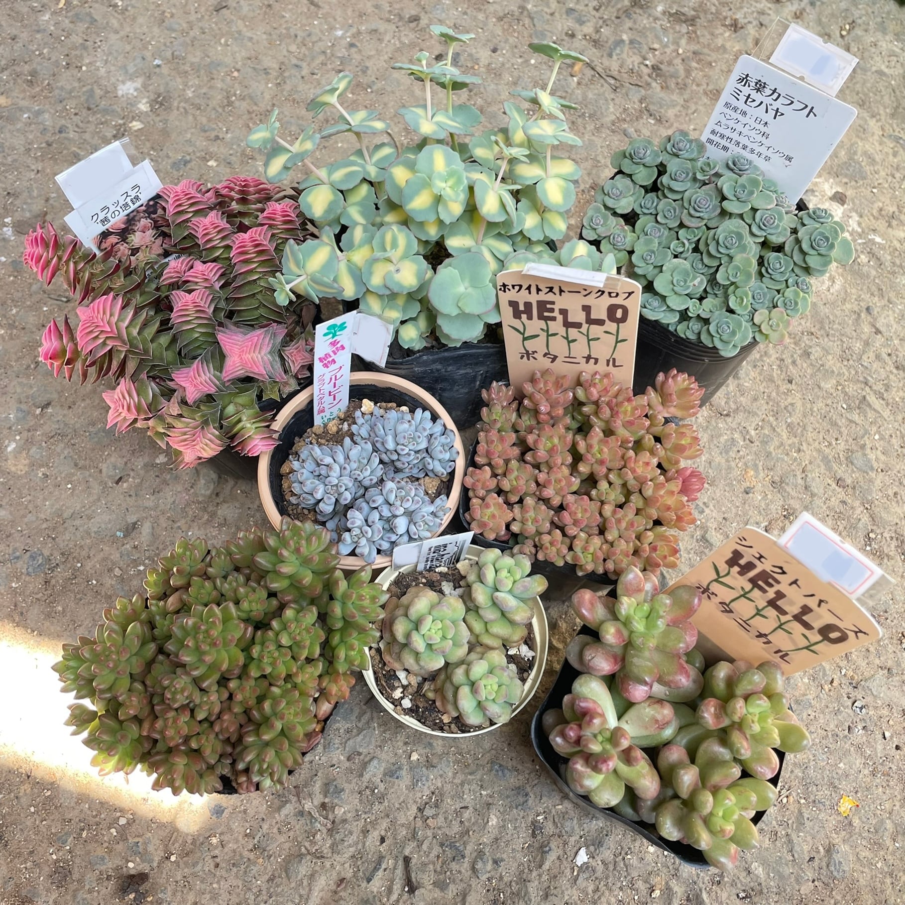 La Lueur de l'Aube」『花びらモチーフ+アメジスト リング』