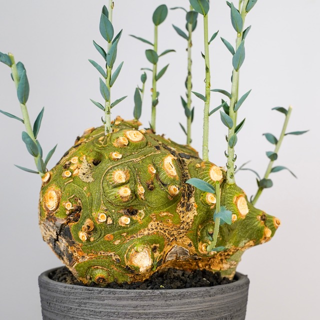 F70 アデニア ペチュエリー Adenia pechuelii ナミビア産 発根済み 現地球