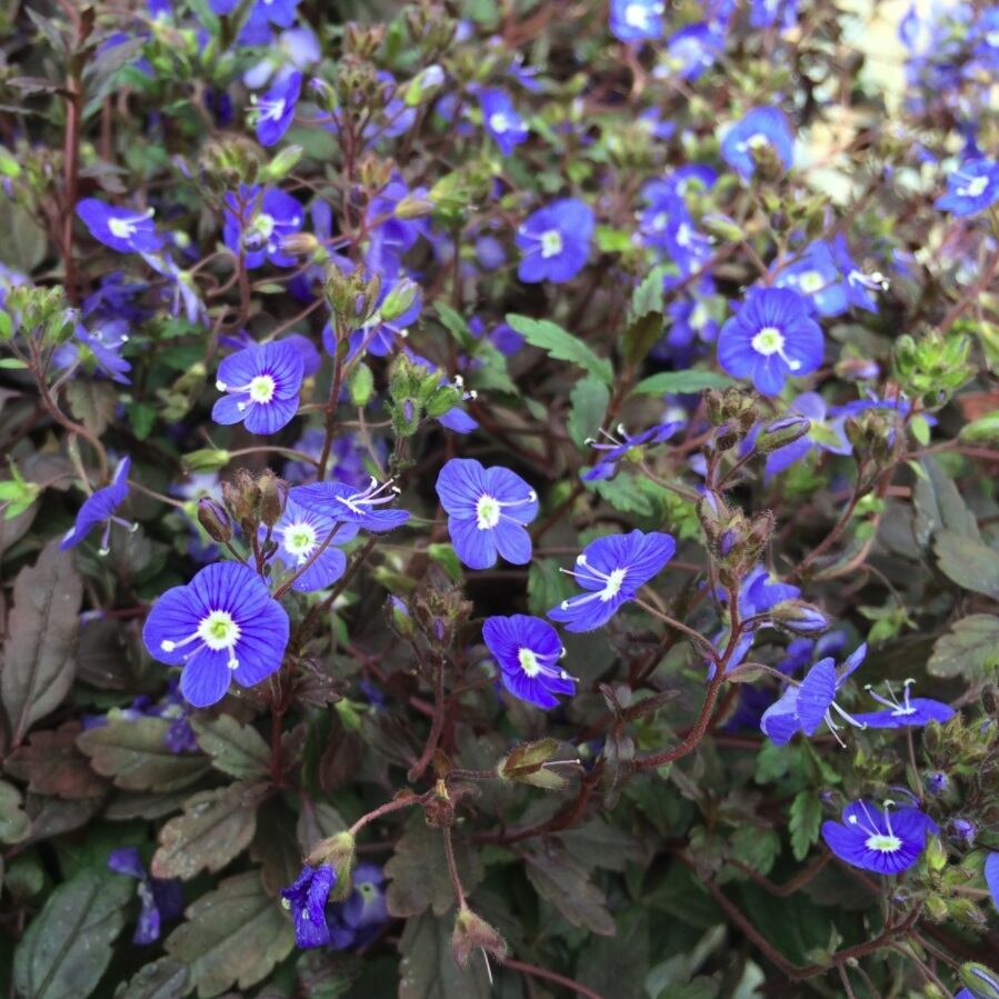 ベロニカ オックスフォードブルー ジョージアブルー 天空のバラ園 無農薬バラ苗 花苗 クレマチス ハーブ産直販売