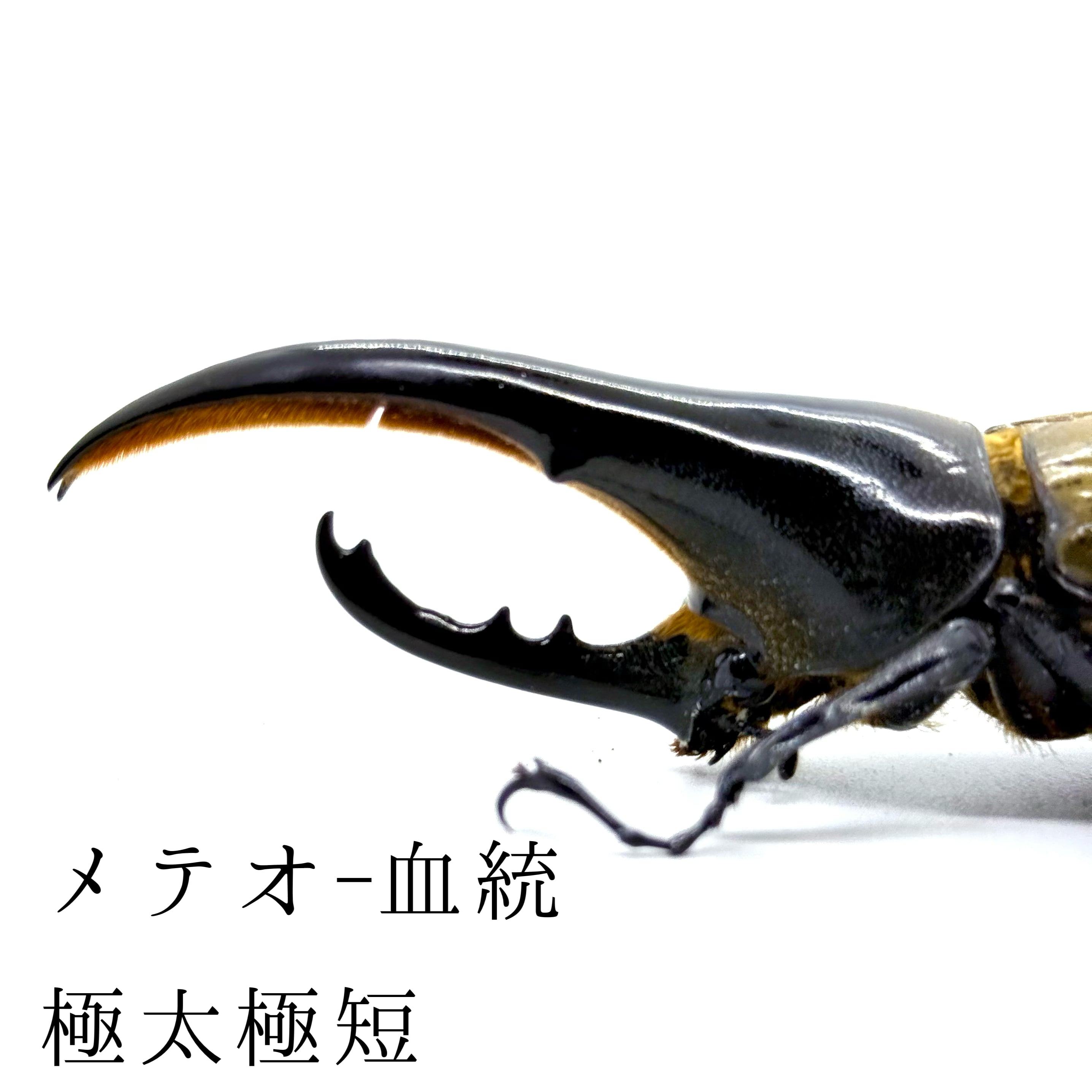 ヘラクレスオオカブト 成虫ペア（即ブリ可）23