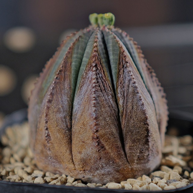 オス株 木質化 美模様 オベサ /  ユーフォルビア