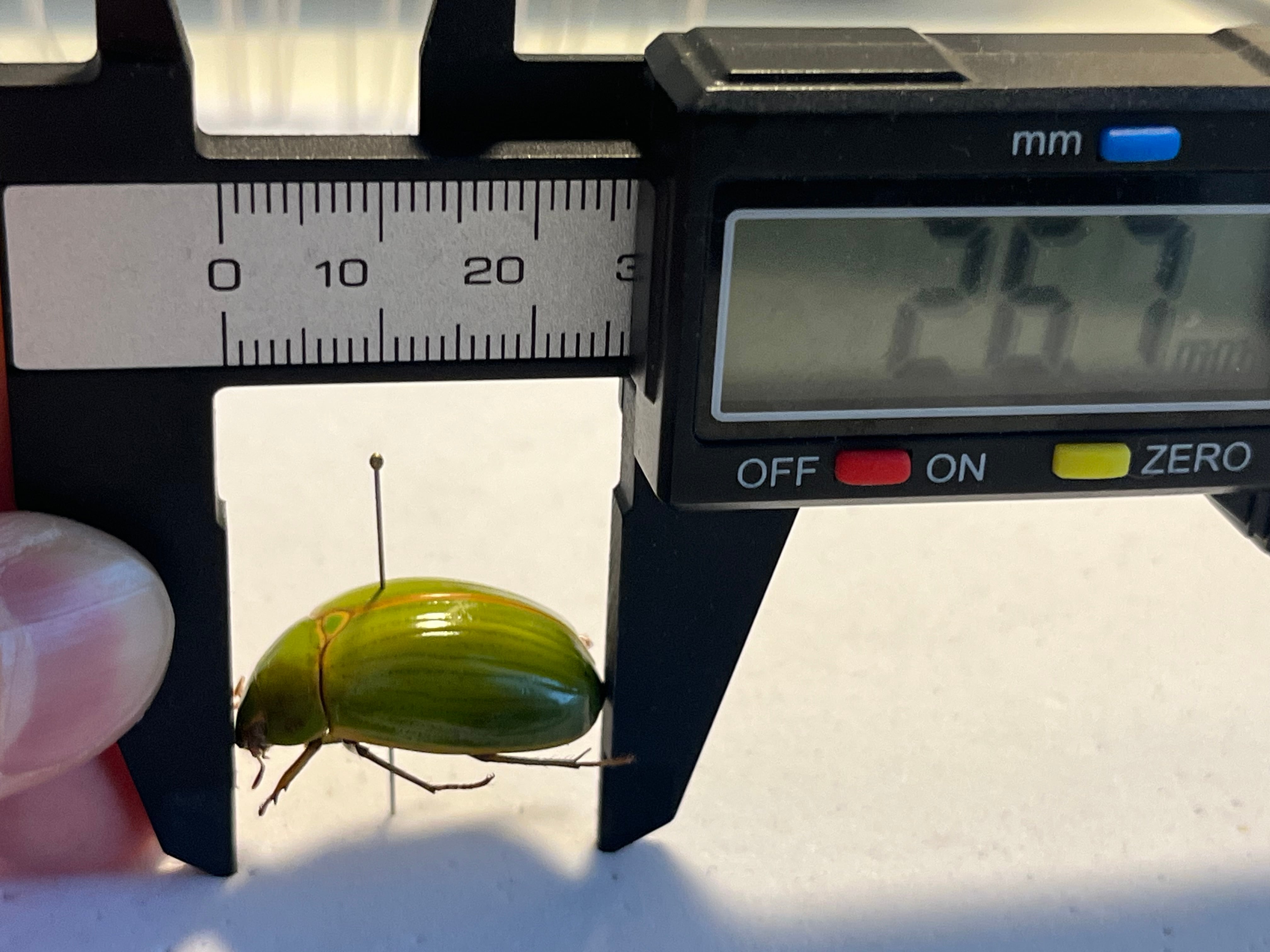 鶯黄金希少種】枝豆感のあるパマセアタケコガネ ？ 標本 ウグイス