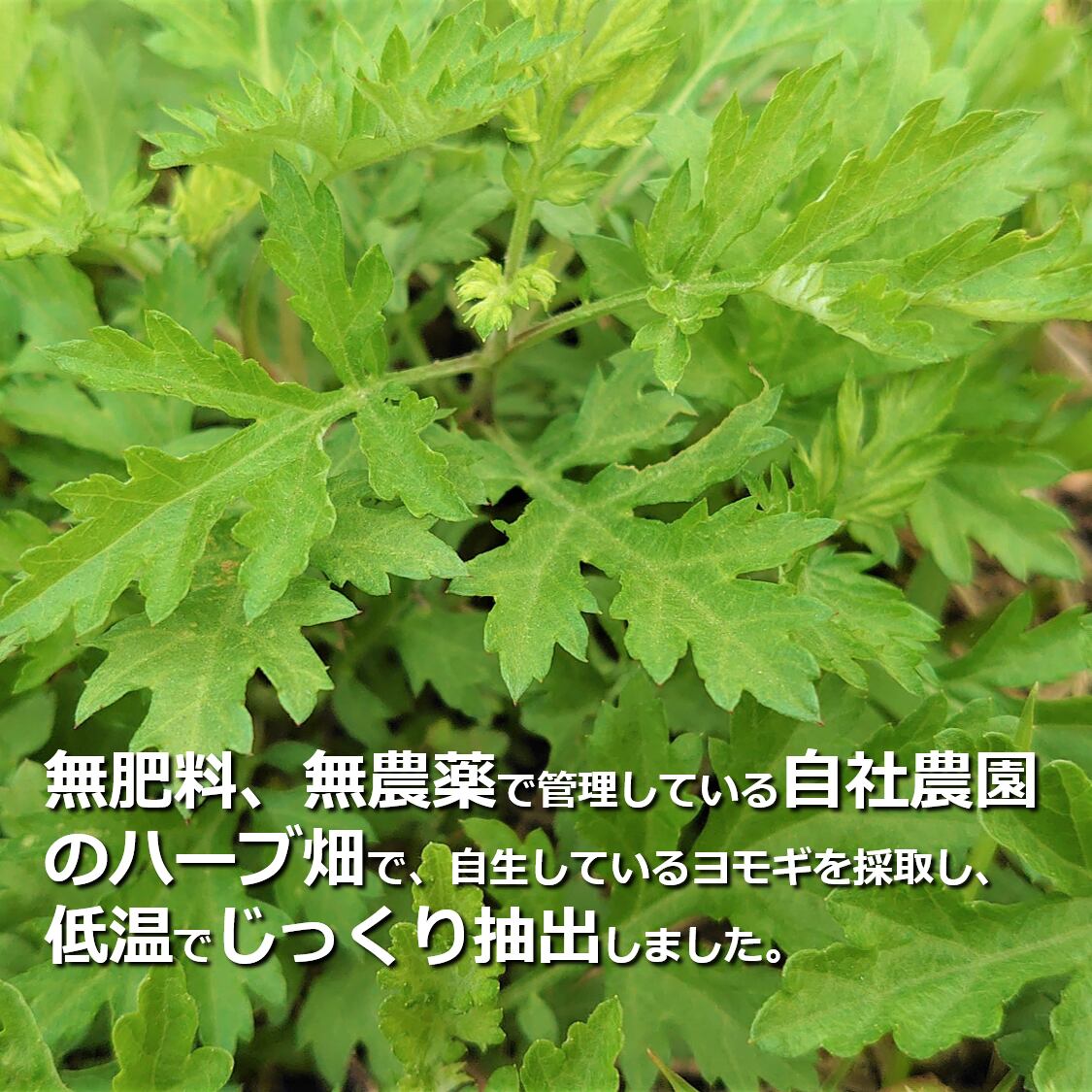 手作り化粧水におすすめ ハーブウォーター 鹿児島産ヨモギ Mariko Shimodozono 国産のハーブ ハーブウォーター 石鹸の通販