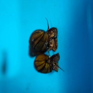 カワニナ（10匹）サイズ：約1cm～4cm前後
