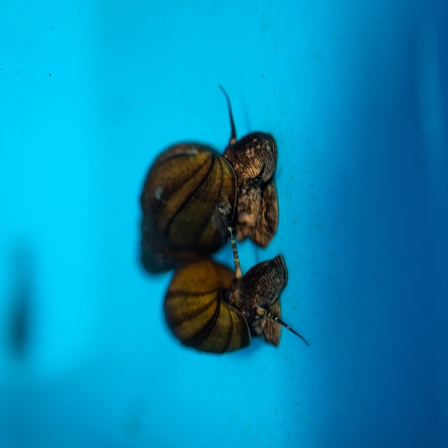 カワニナ（10匹）サイズ：約1cm～4cm前後