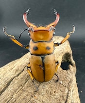 【WF1】《グラディアトールメンガタクワガタ 46mm ペア》