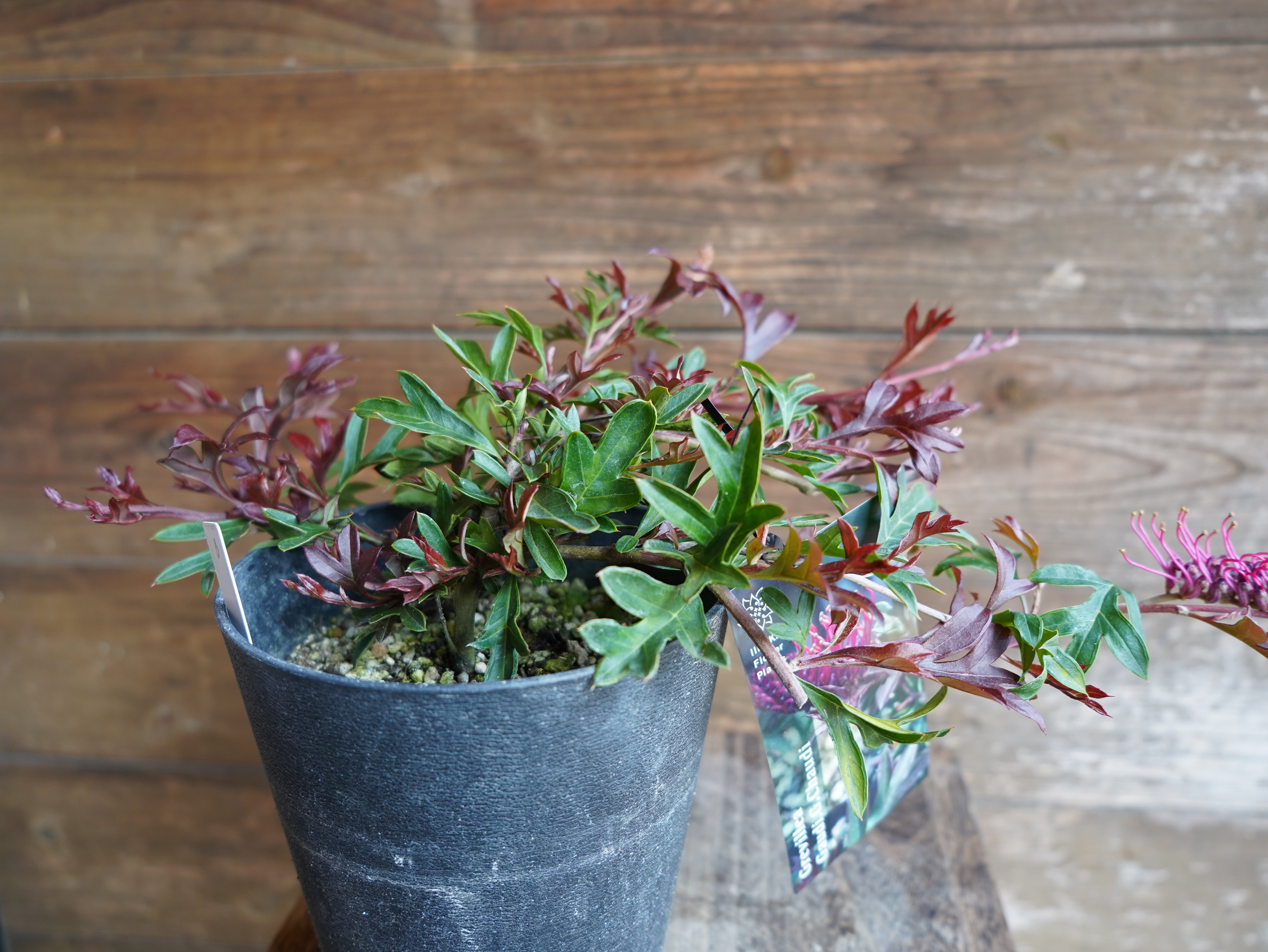 【現物】グレビレア　"ガウディチャウディ"　E