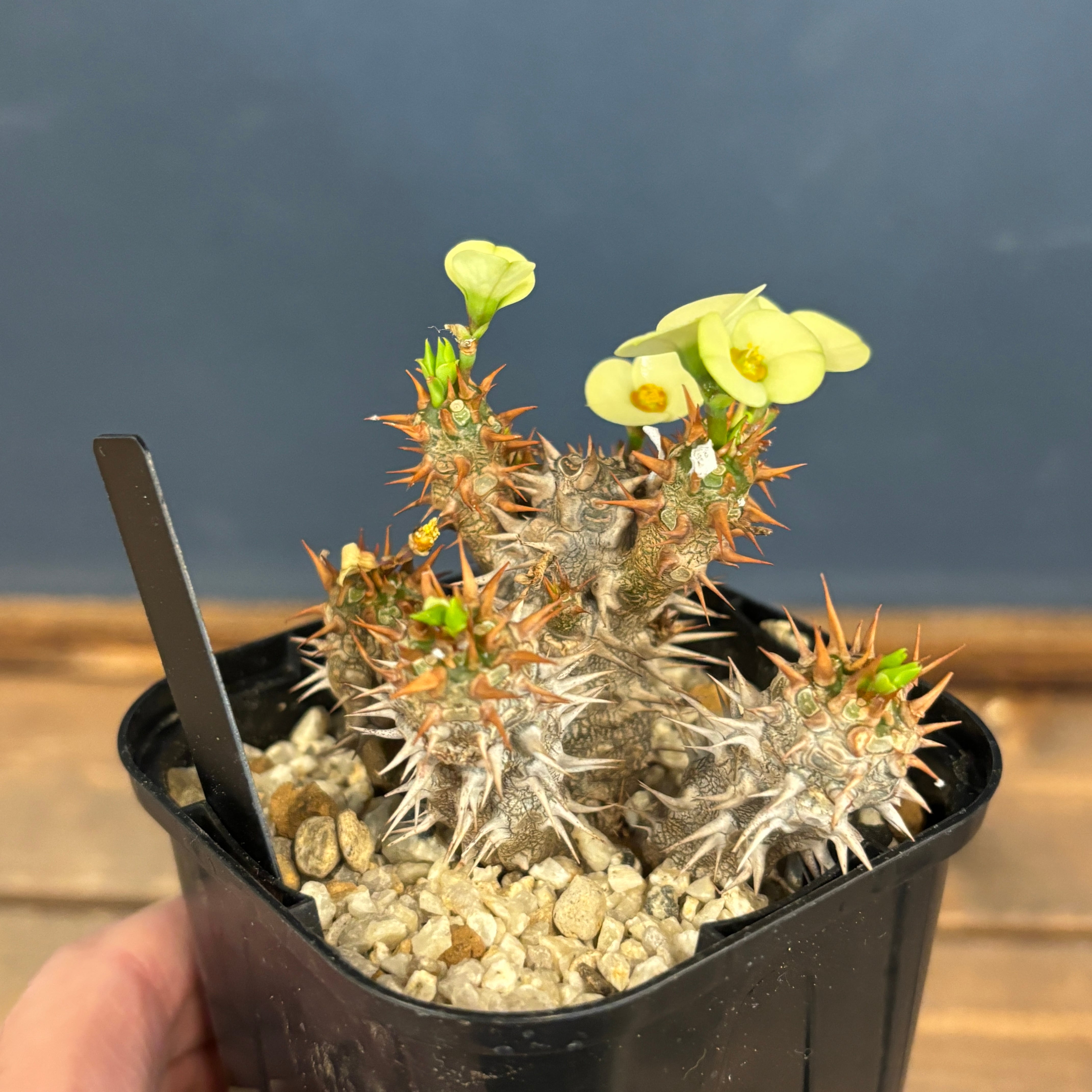 ユーフォルビア パルビメデューサ × ミリー【344】 | PROTOLEAF プロト