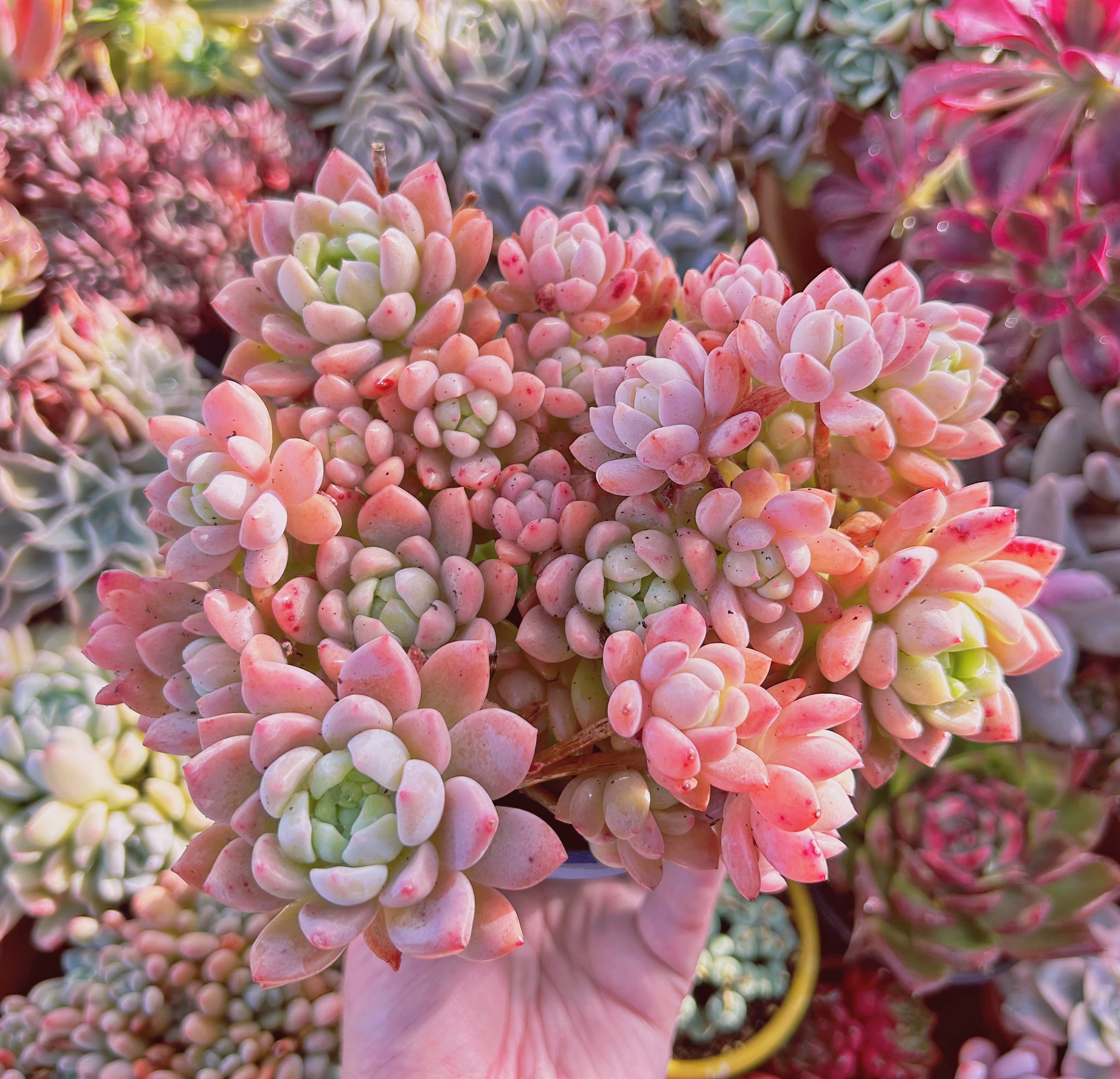 #214現物　多肉植物　プロリフェラxラウル　特大