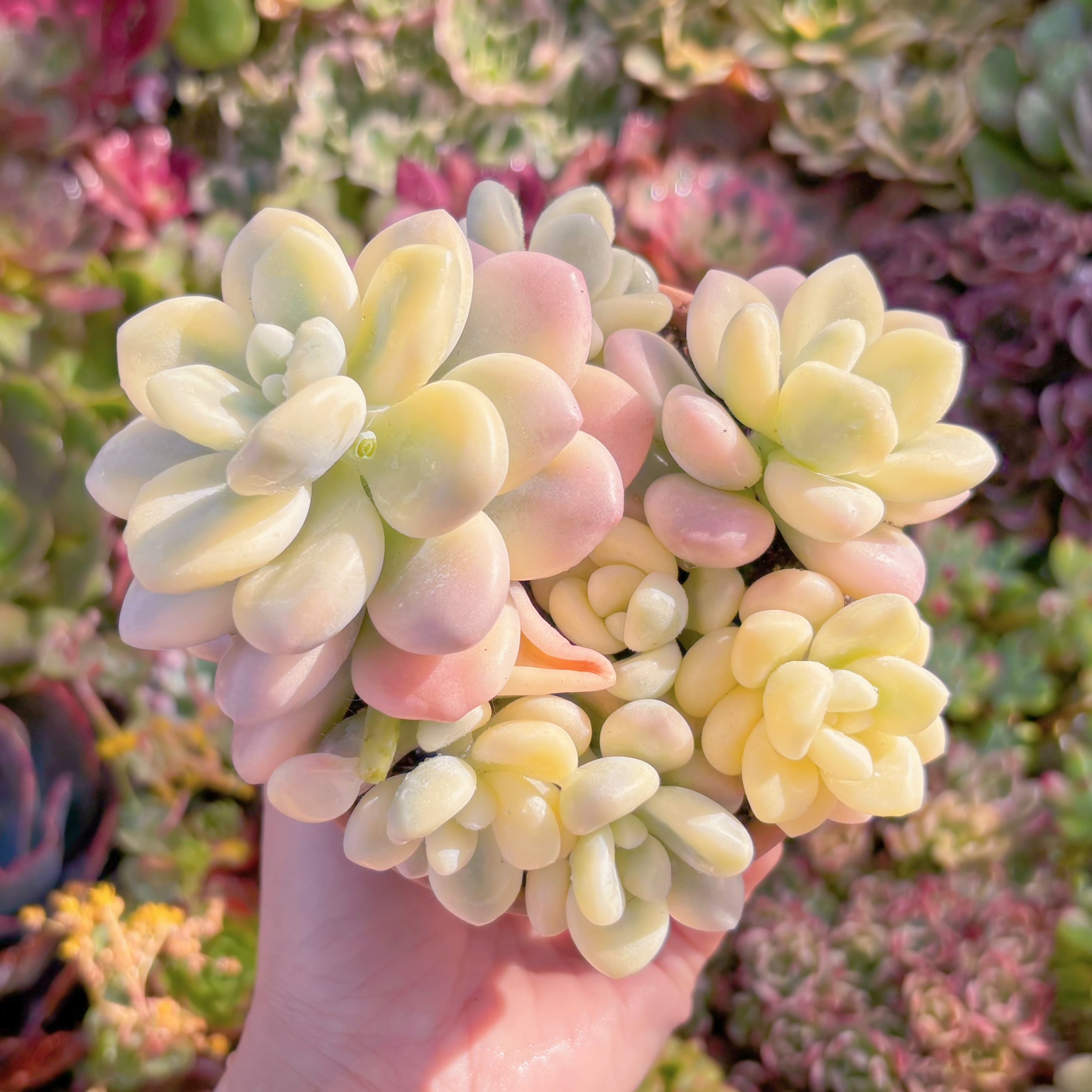 多肉植物　マカロン錦　群生　新入荷　るる農園