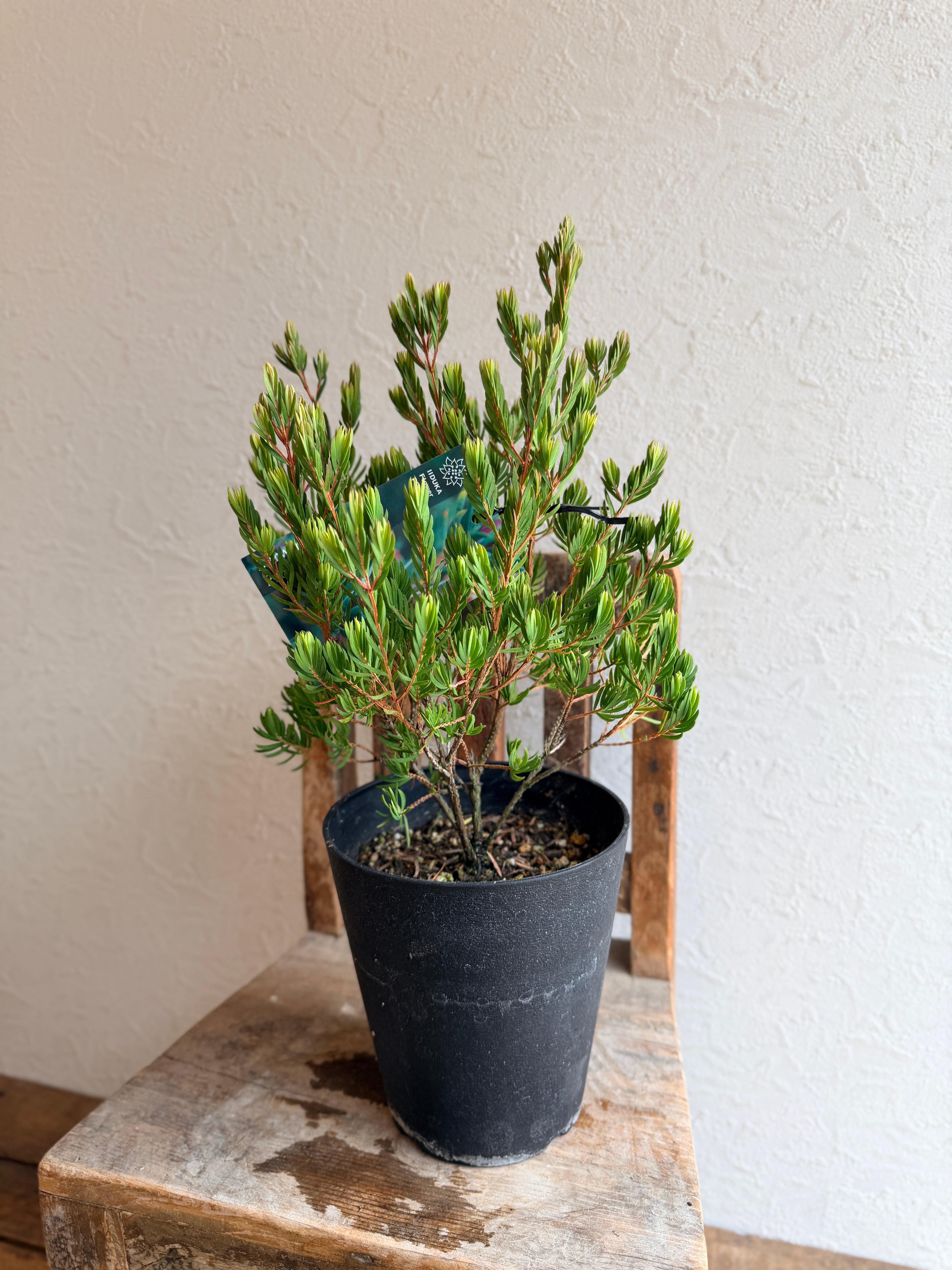 ペトロフィル エリシフォリア② | 沼ノ上農園