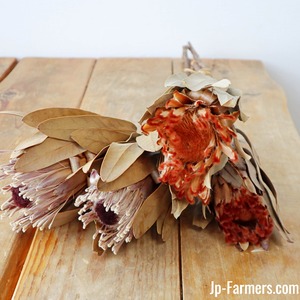 プロテアのドライフラワー　1束　（4本）