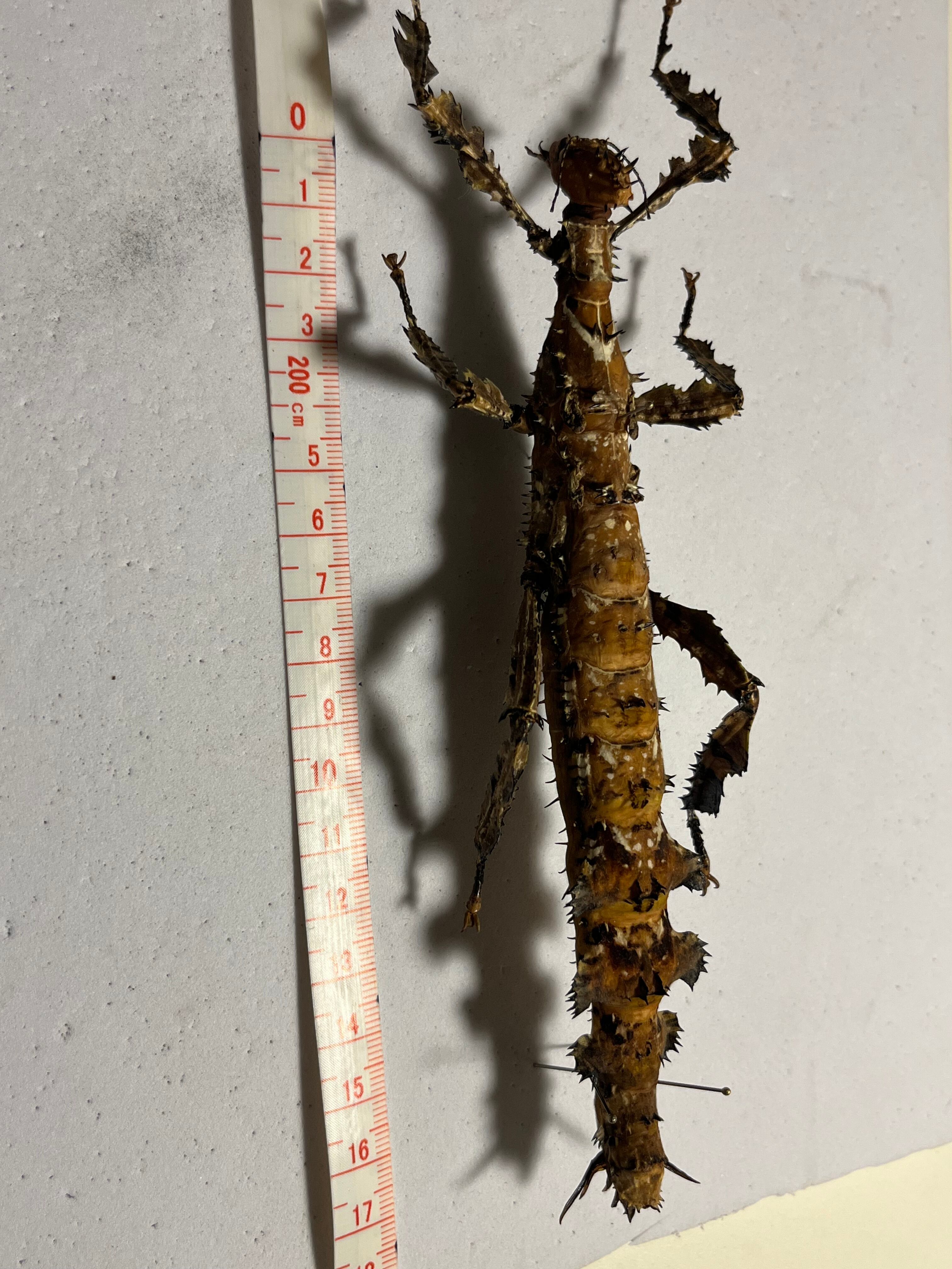 極BIG】ユウレイヒレアシナナフシの昆虫標本 Extatosoma popa