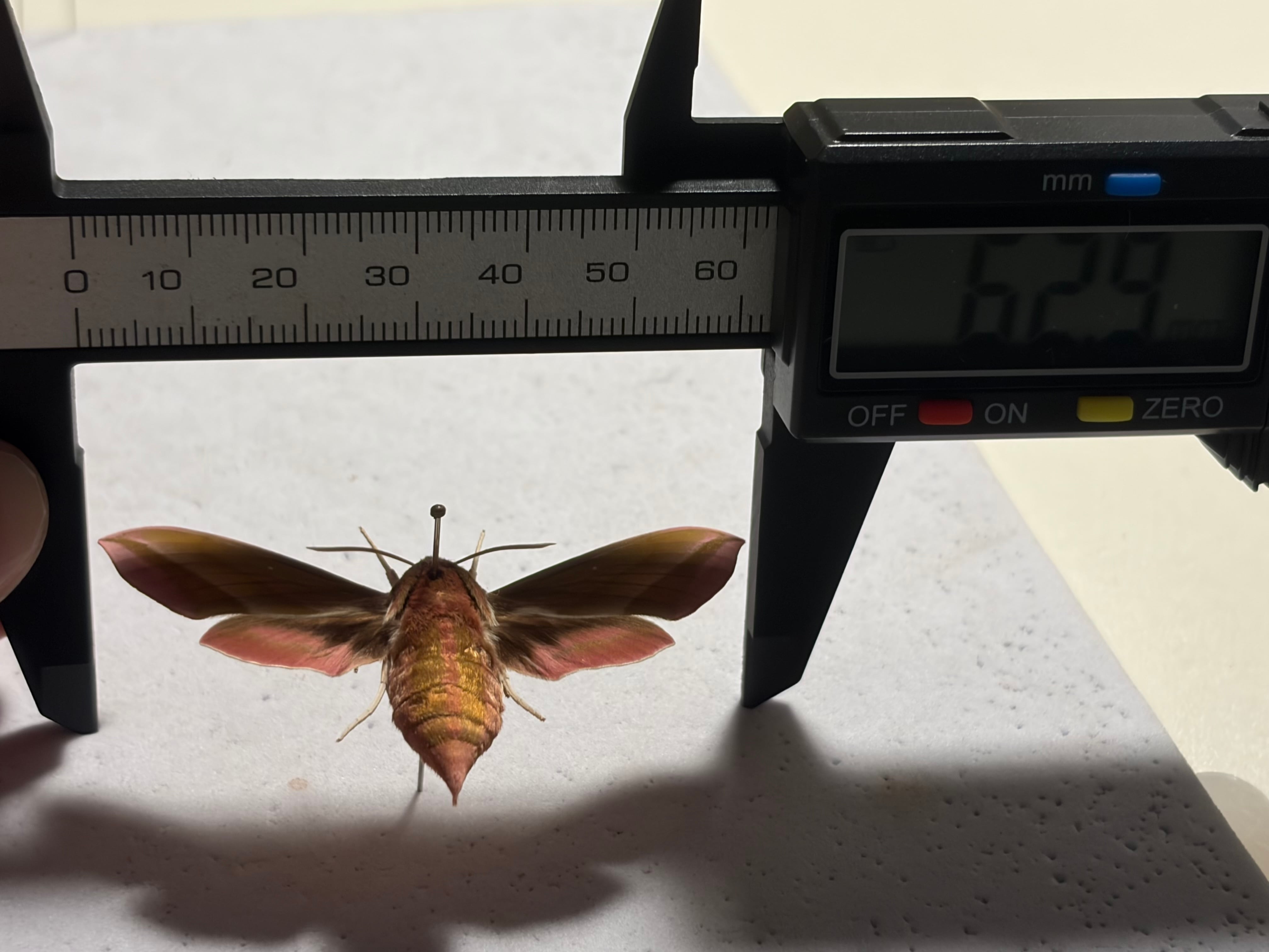 極美】ベニスズメ 標本 蛾標本 Deilephila elpenor | オモニキチュウ
