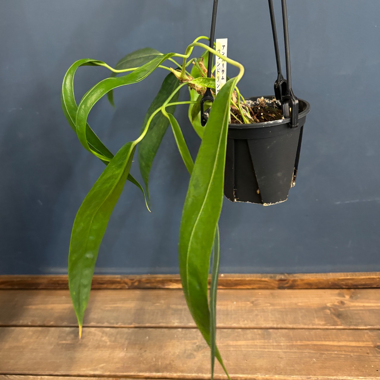 アンスリウム　ウェンドリンゲリ【920】