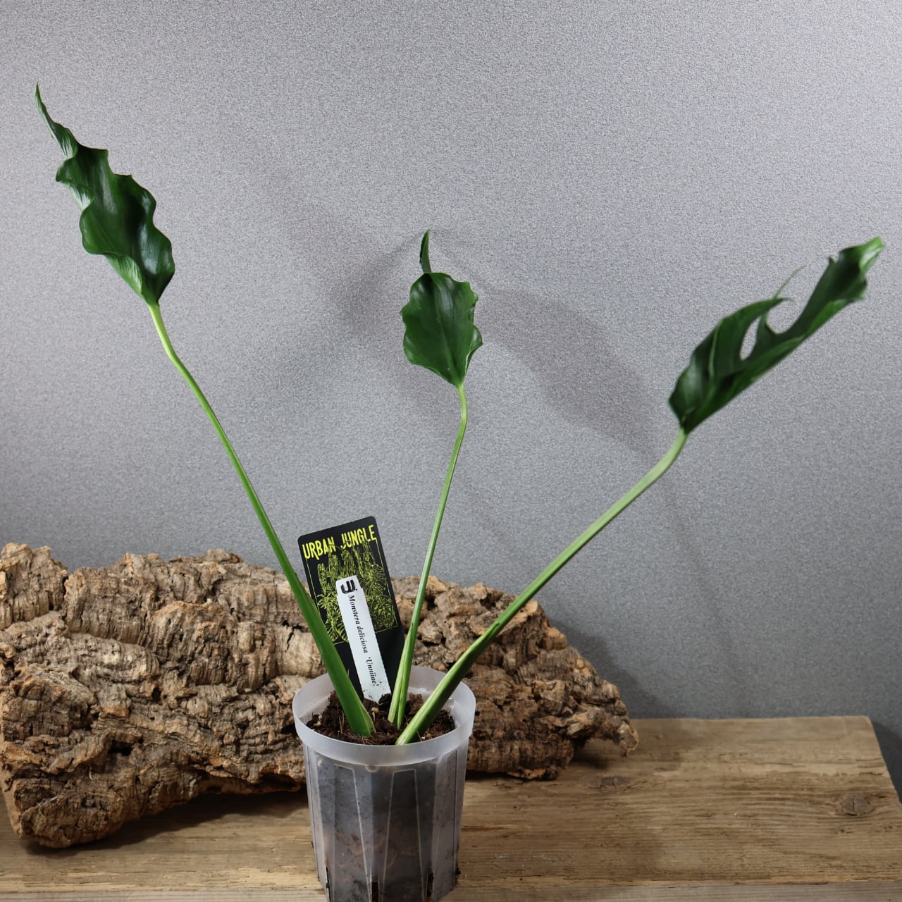 MARX PLANTS | 観葉植物・多肉植物・塊根植物