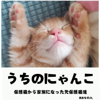 うちのにゃんこ 保護猫写真集 | にゃぎぃあんどそぉくっく公式