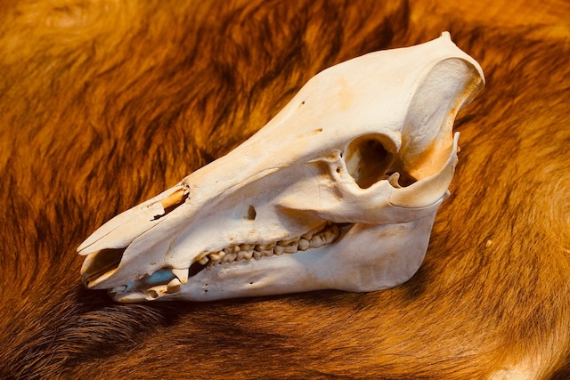 猪骨格標本　頭骨