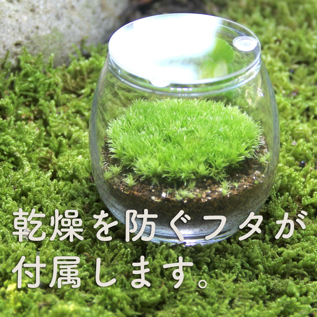 ふたご地蔵 おちょこけ 苔テラリウム コケリウム 苔むすび