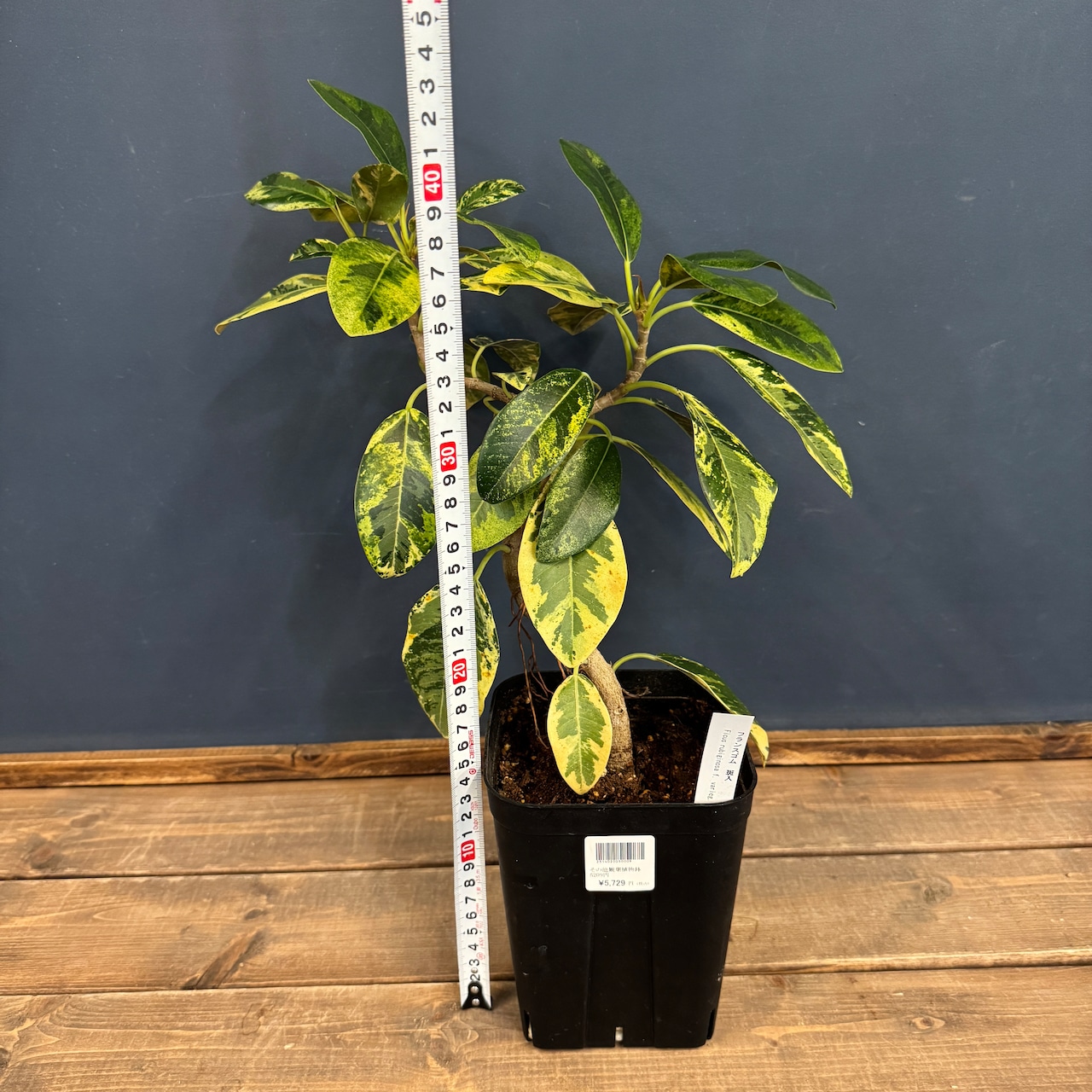 フランスゴム 斑入【1022】