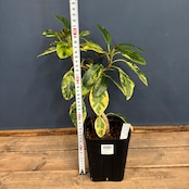 フランスゴム 斑入【1022】