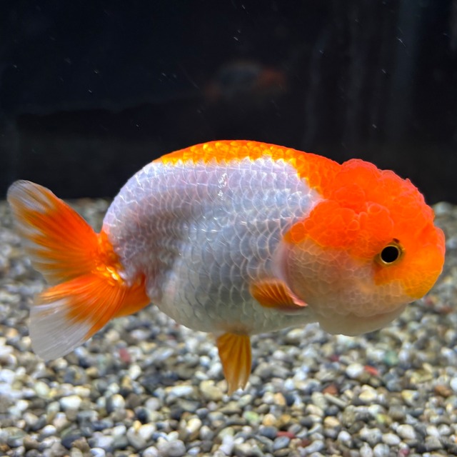 更紗らんちゅう　良物　１０ｃｍ