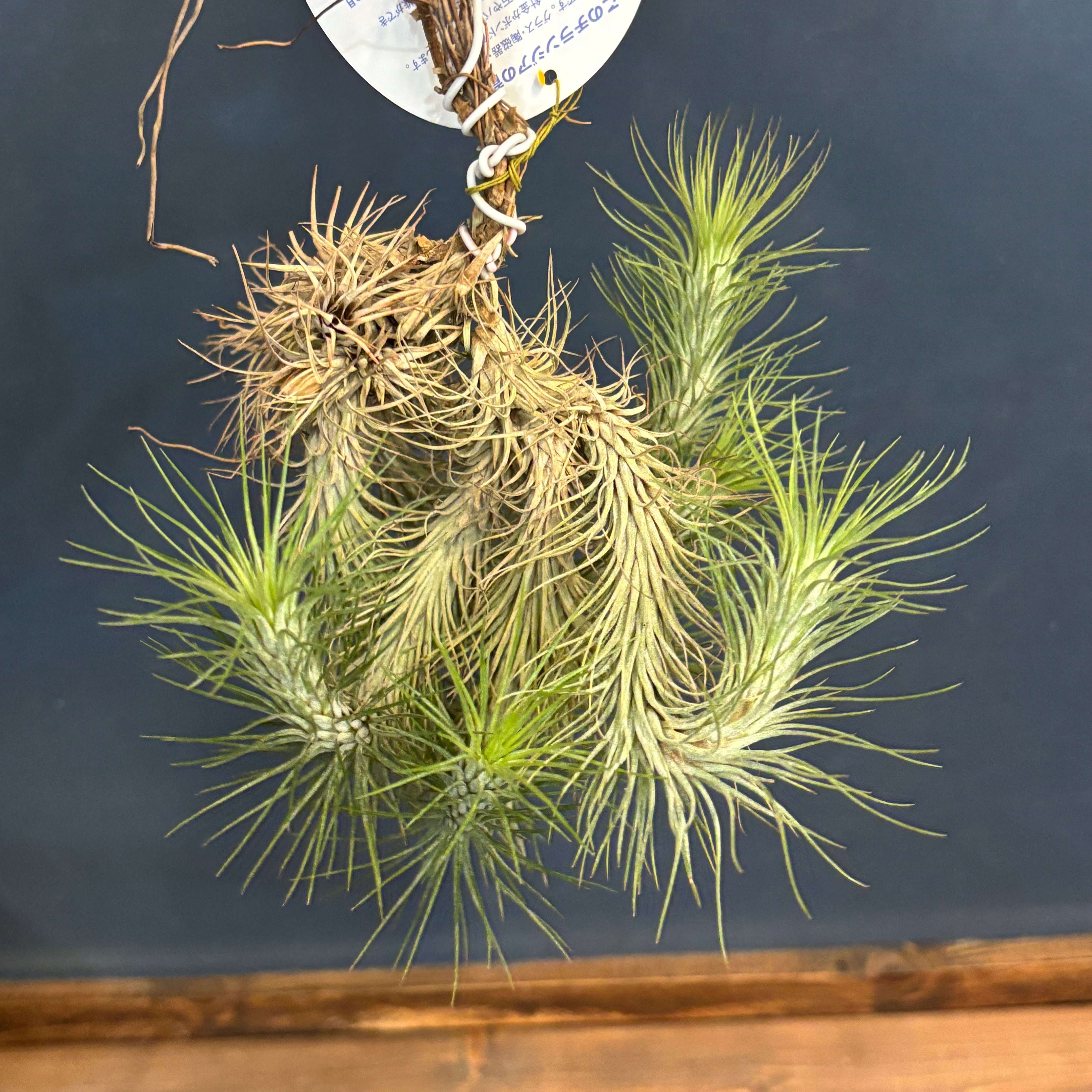 チランジア フンキアナ【319】 | PROTOLEAF プロトリーフ