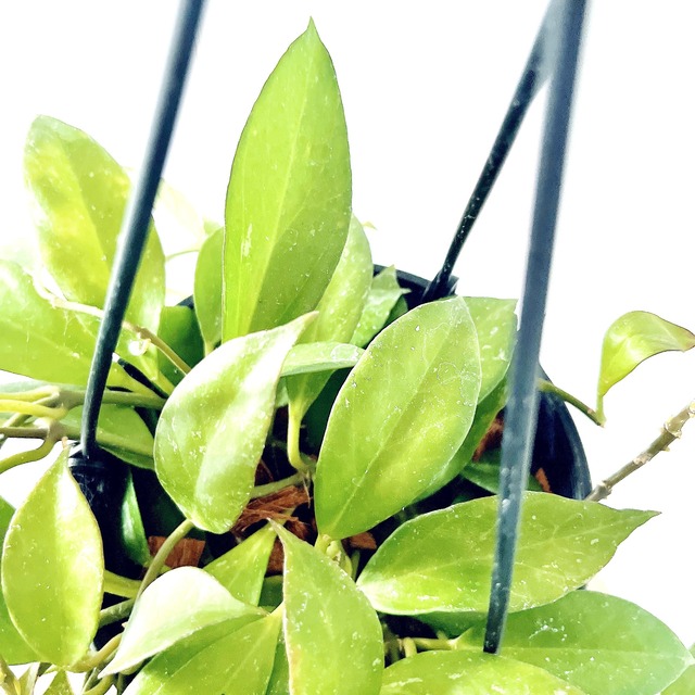 紅葉するHoya ホヤ オブスクラ 観葉植物 吊り下げ calm cafe
