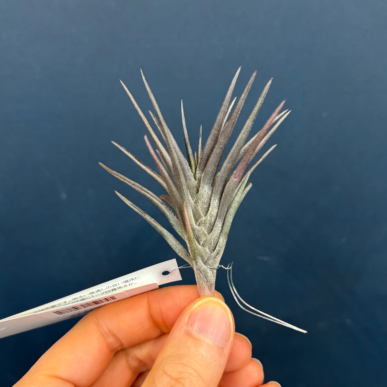 チランジア ジョネシー【174】