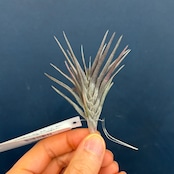 チランジア ジョネシー【174】