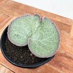 Tyrecodon singularis【チレコドン・シングラリス】