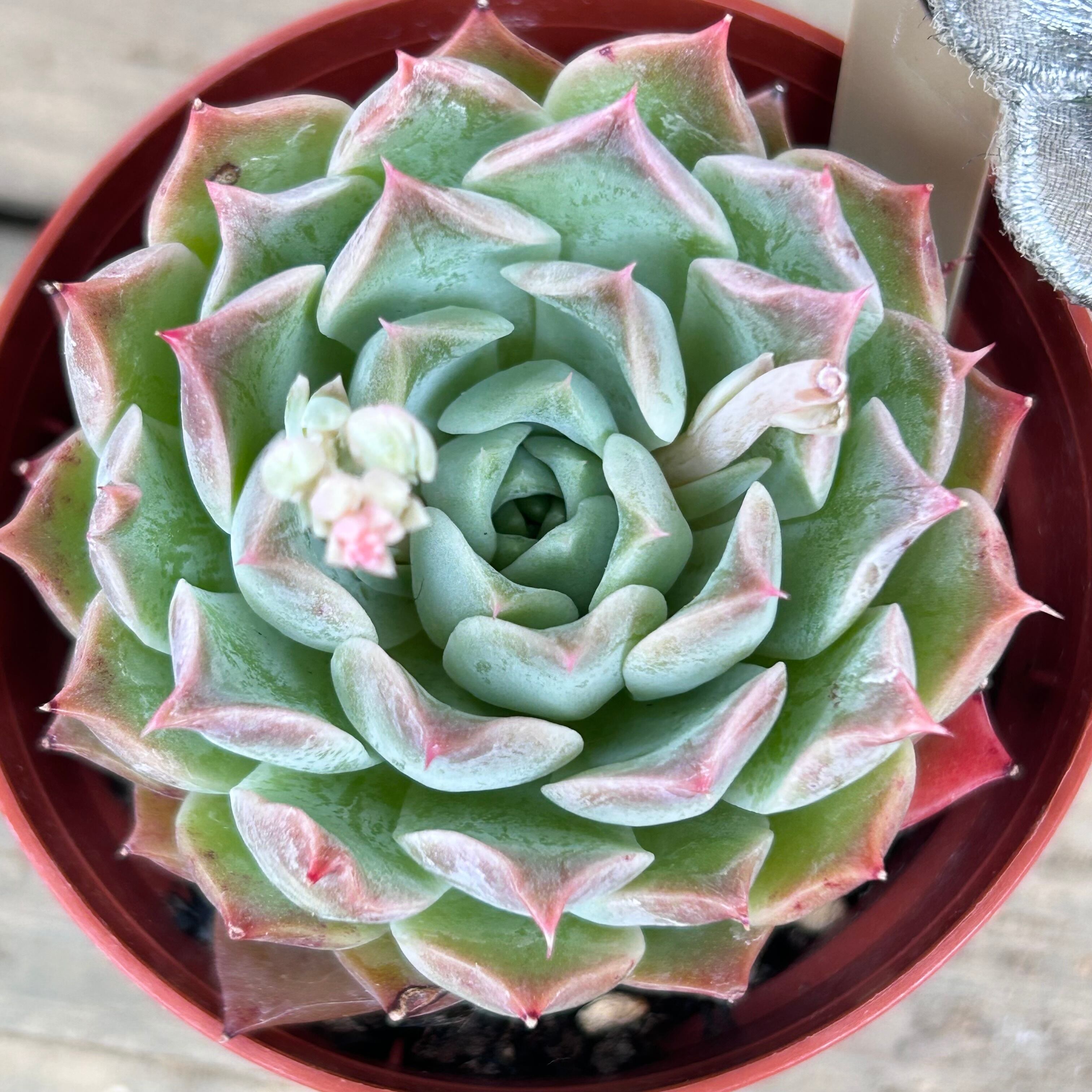 47320311d046e1f6a4f9dfa4a3cf80