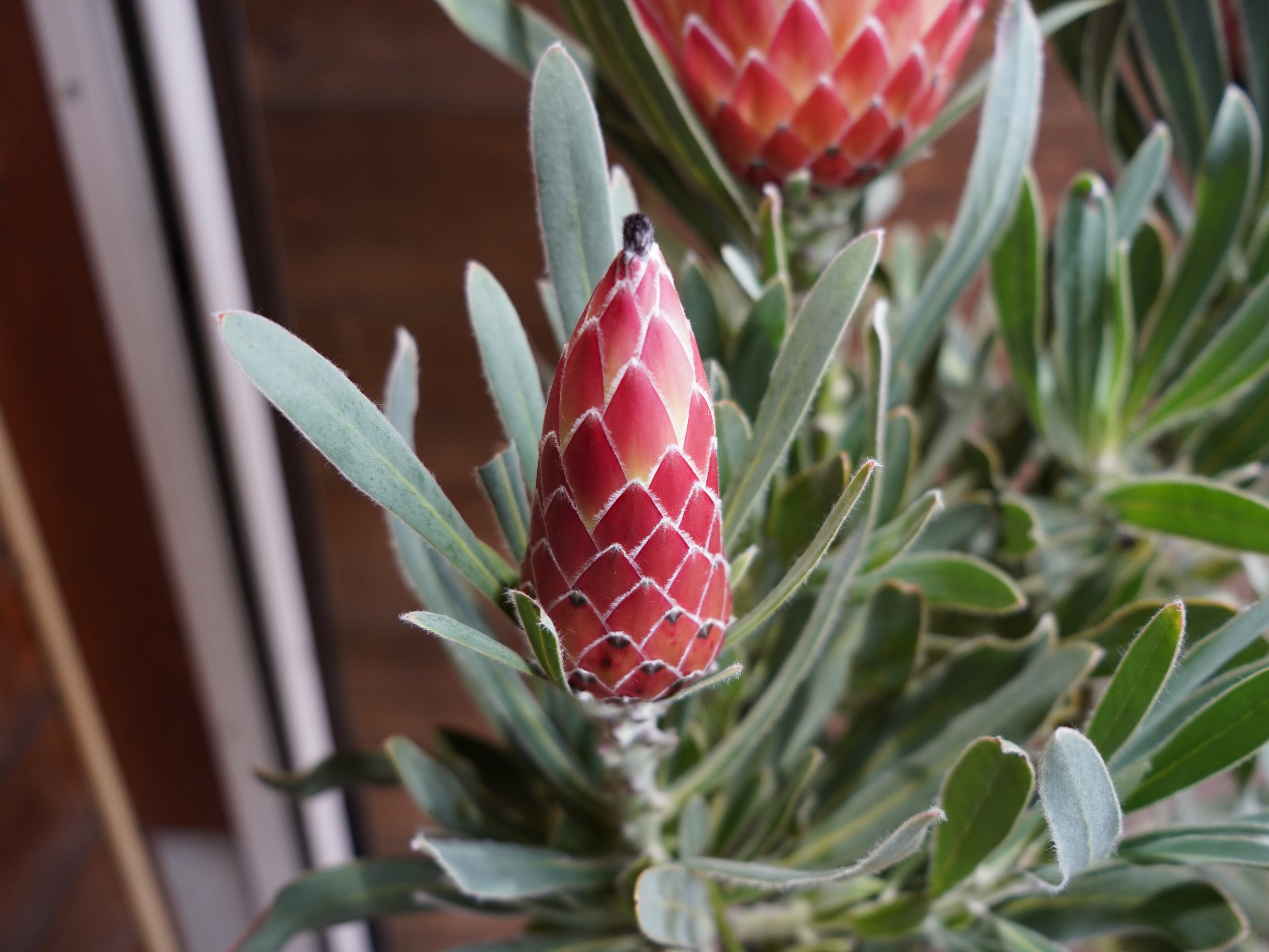 【現物】プロテア　”ポッサムマジック”