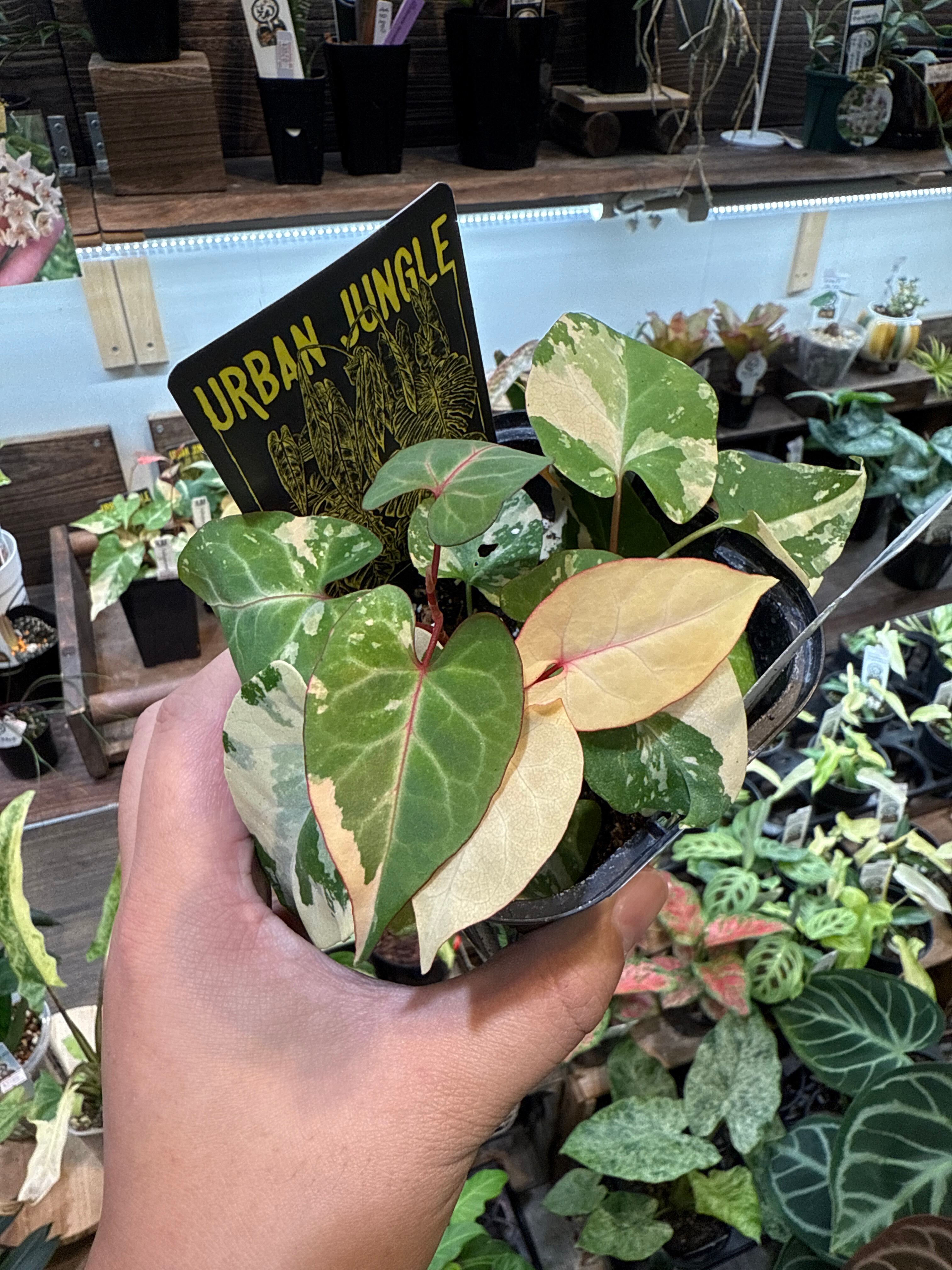 ファロピア　マルチフローラ　バリエガータ☆斑入り☆希少☆B ファロピア マルチフローラ バリエガータ☆斑入り☆希少☆B 希少