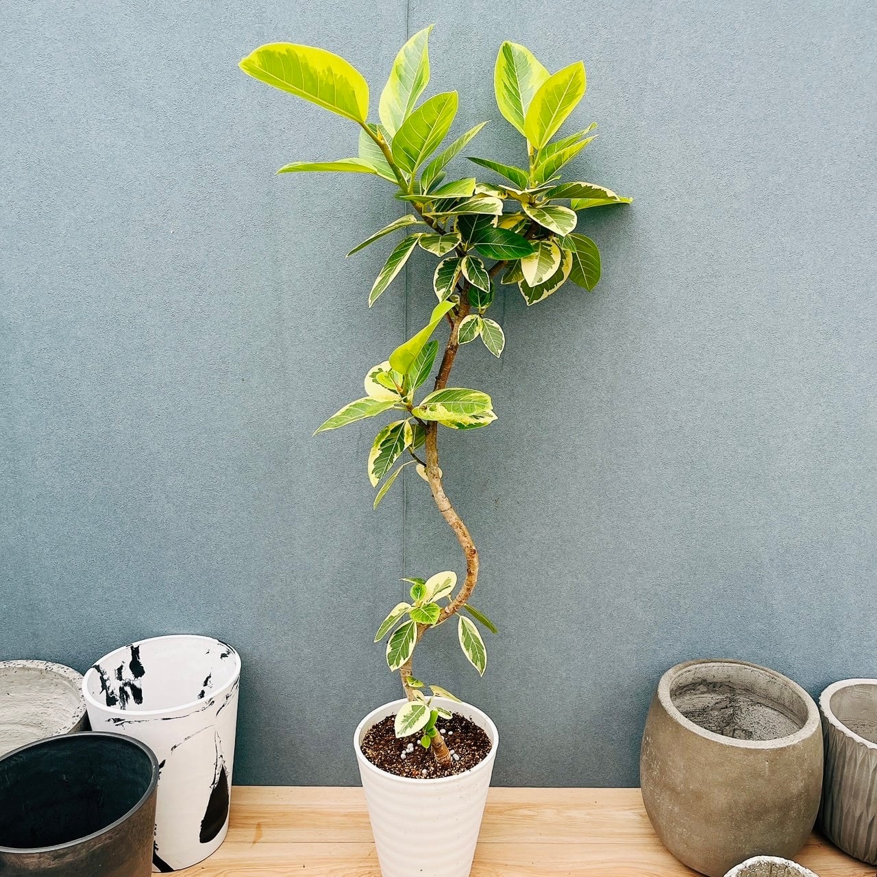 現品］1番 フィカス ウンベラータ 曲がり 8号 観葉植物 室内 大型 ゴム