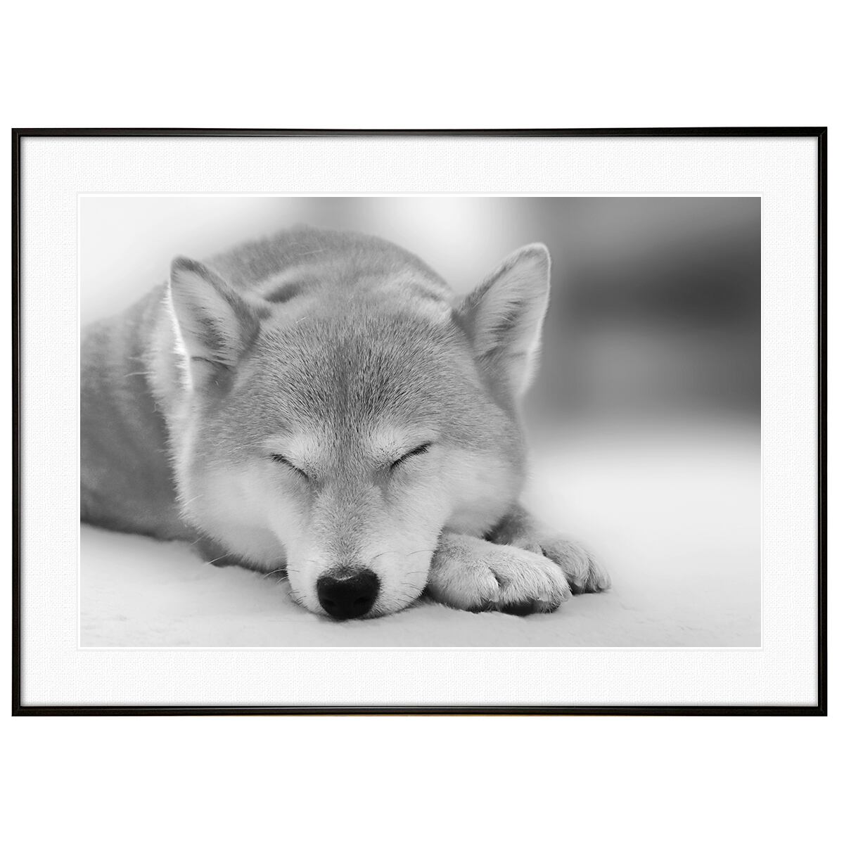 動物写真 柴犬 インテリア モノクロアートポスター額装 AS0742